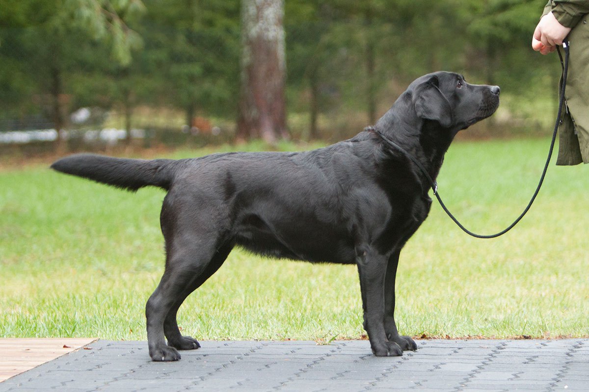 Pia Pearl Diamond Heap-Caff