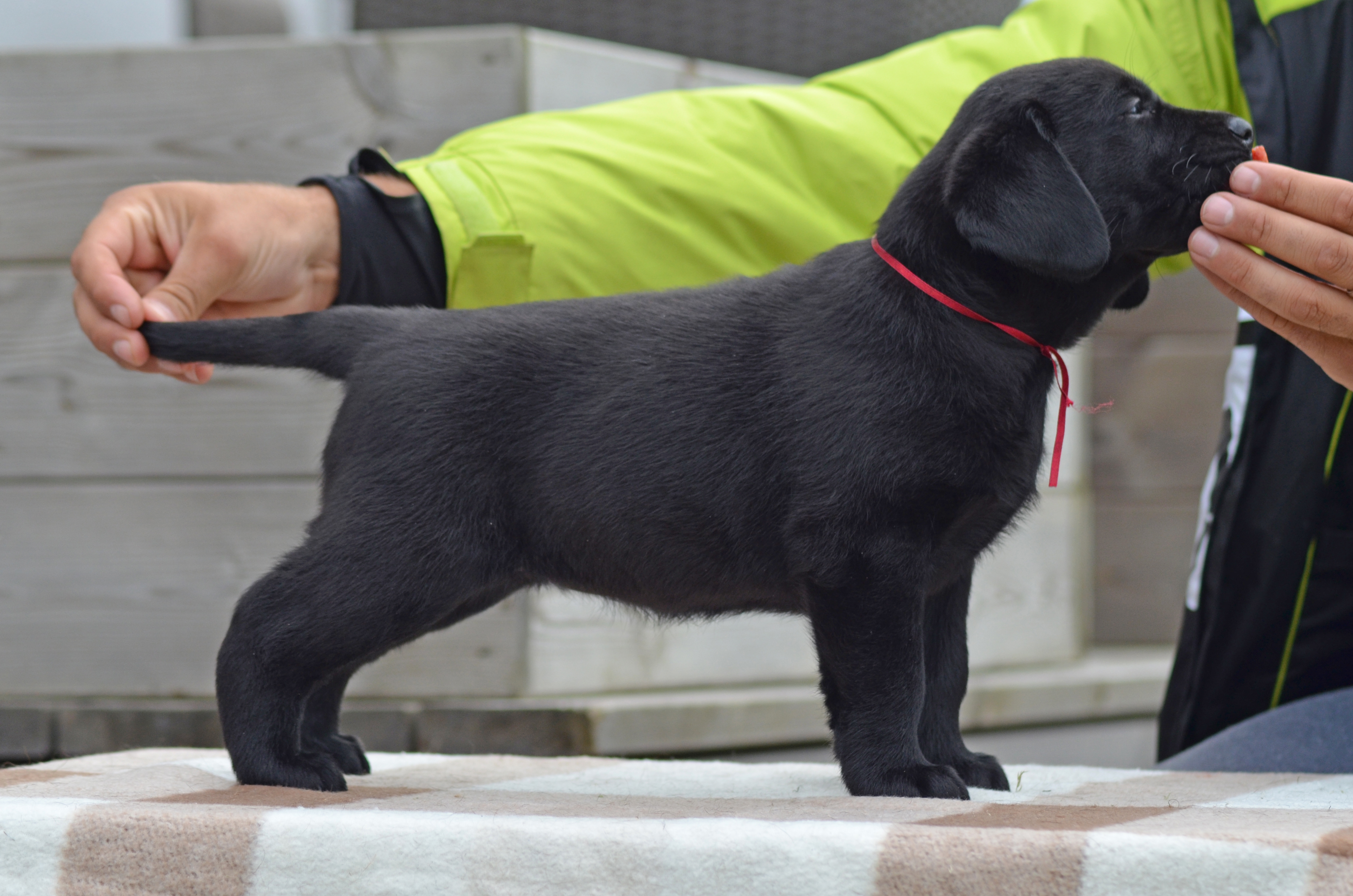 Pia-Pearl Diamond Heap-Caff