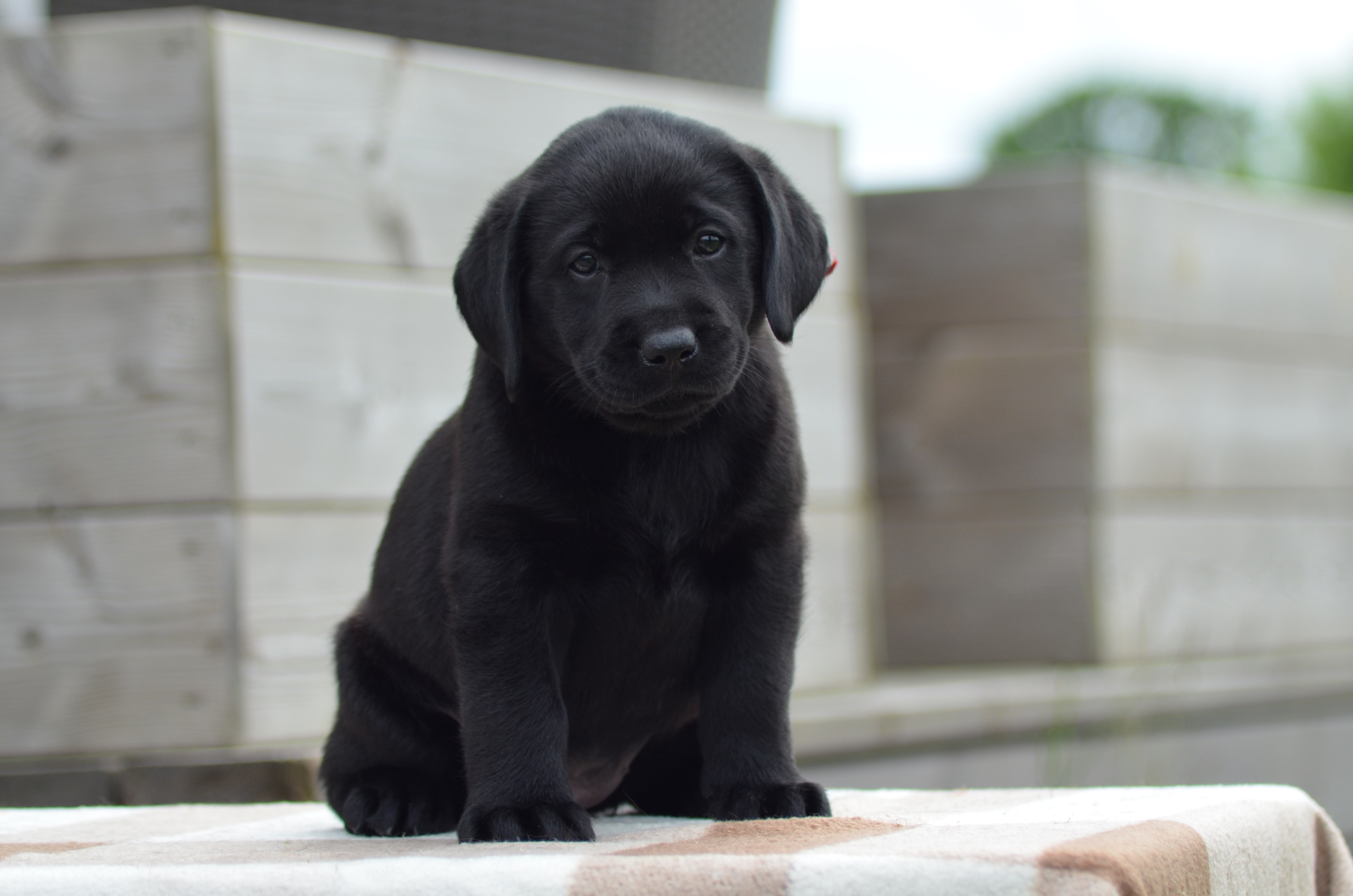 Pia-Pearl Diamond Heap-Caff