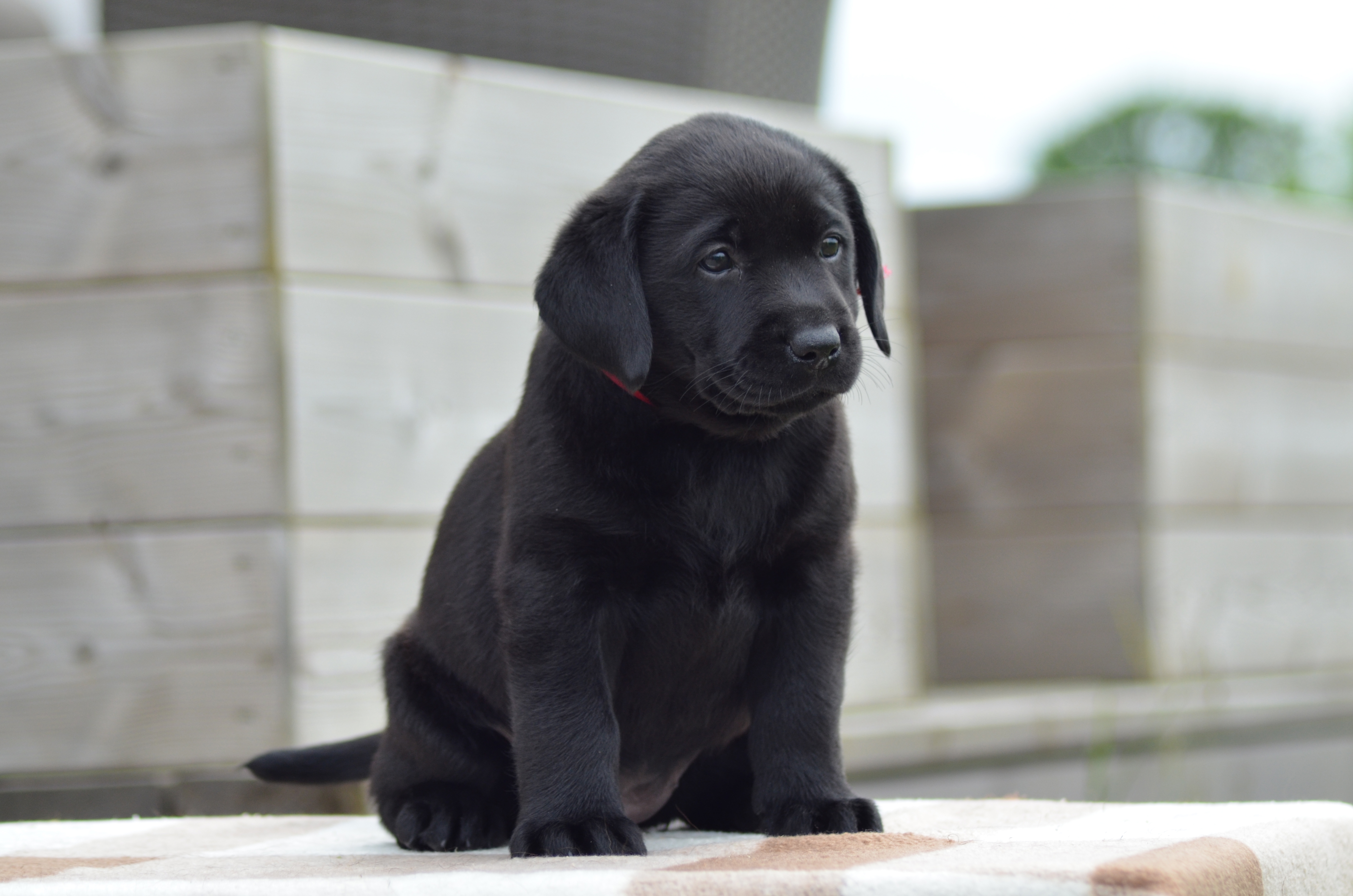 Pia-Pearl Diamond Heap-Caff