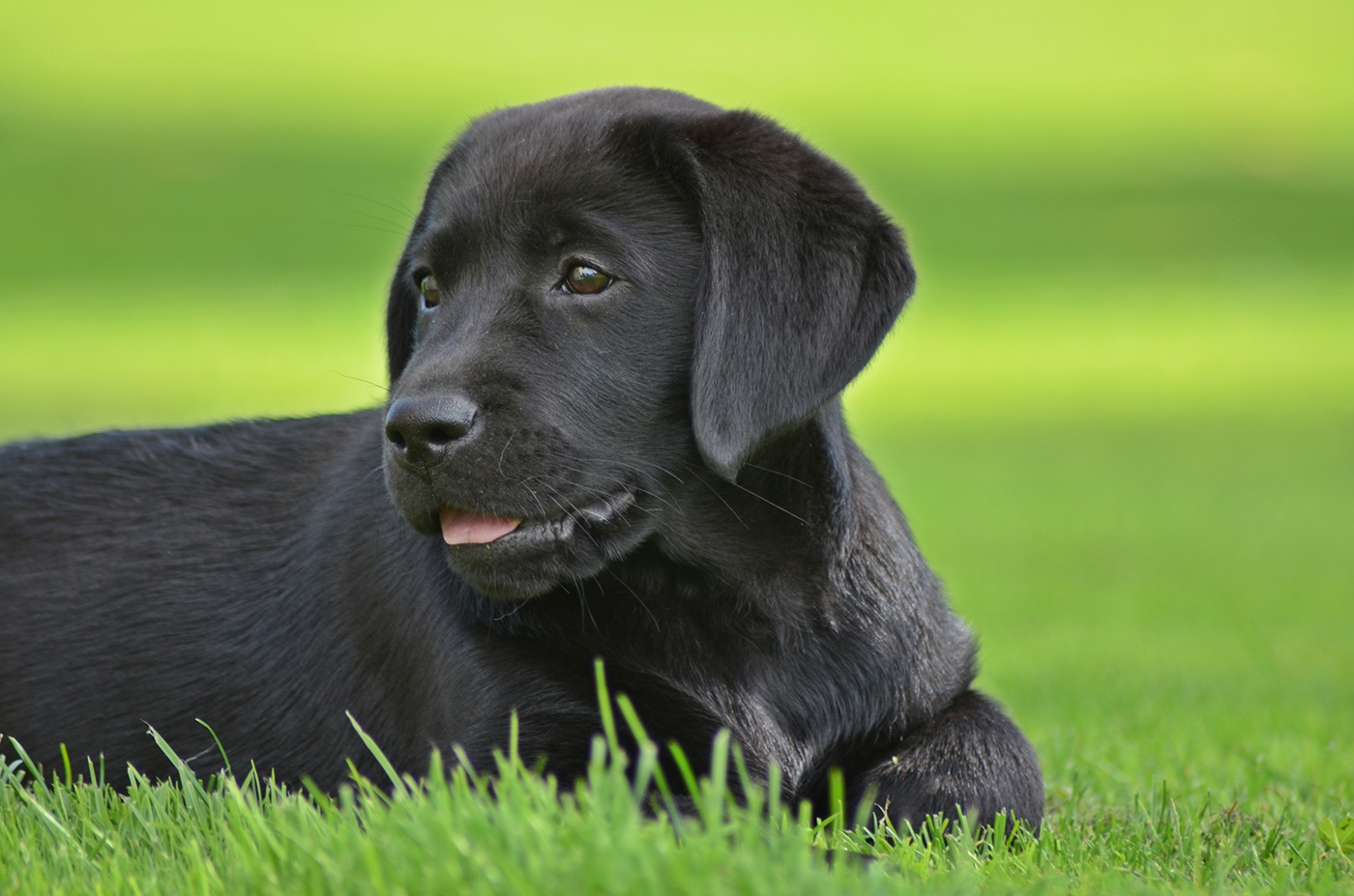 Pia-Pearl Diamond Heap-Caff