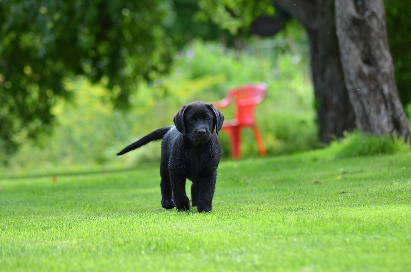 Pia-Pearl Diamond Heap-Caff