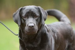 Pia-Pearl Diamond Heap-Caff