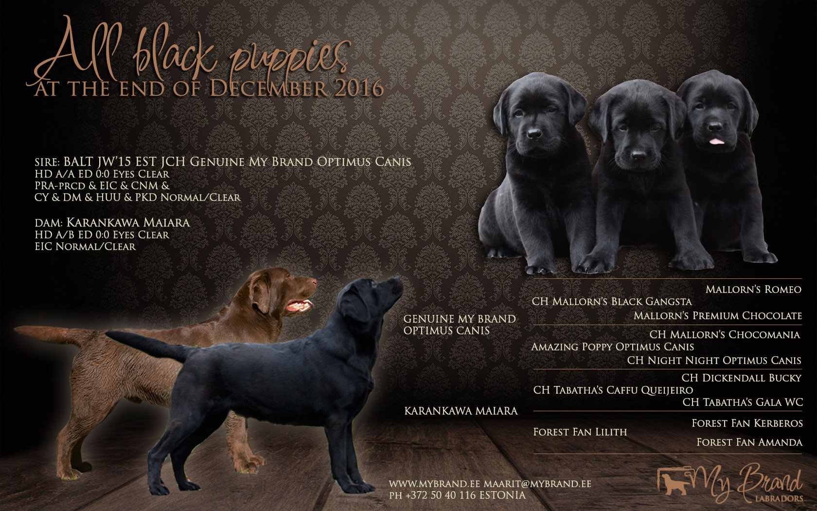 lucca-pippa