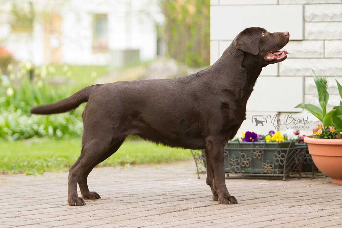 Reval Dream Gladden Chassidy, 2,5 years old and very much out of coat :)