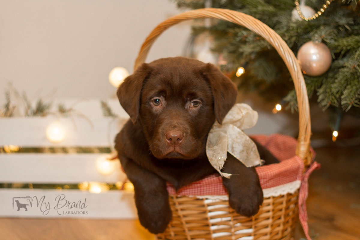 Reval Dream Gladden Chassidy