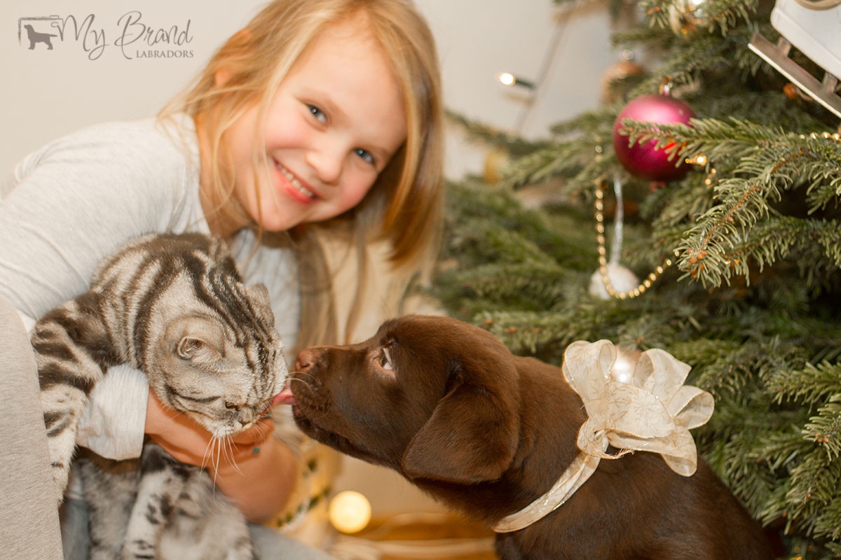 Reval Dream Gladden Chassidy