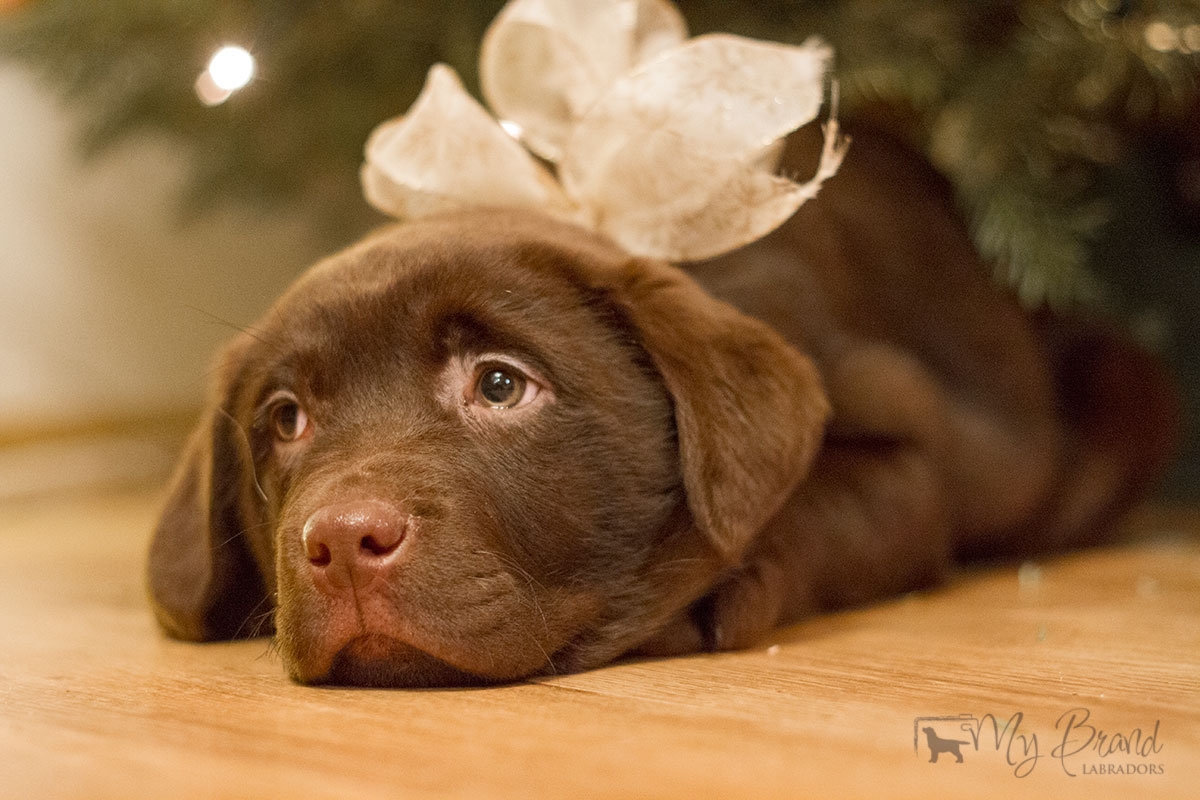 Reval Dream Gladden Chassidy