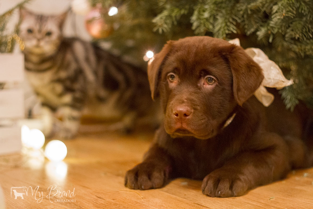 Reval Dream Gladden Chassidy