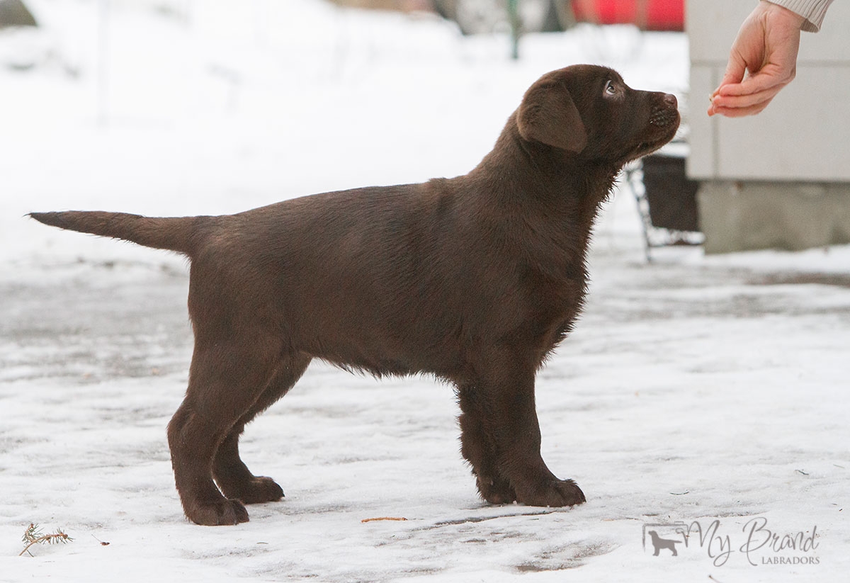 Reval Dream Gladden Chassidy