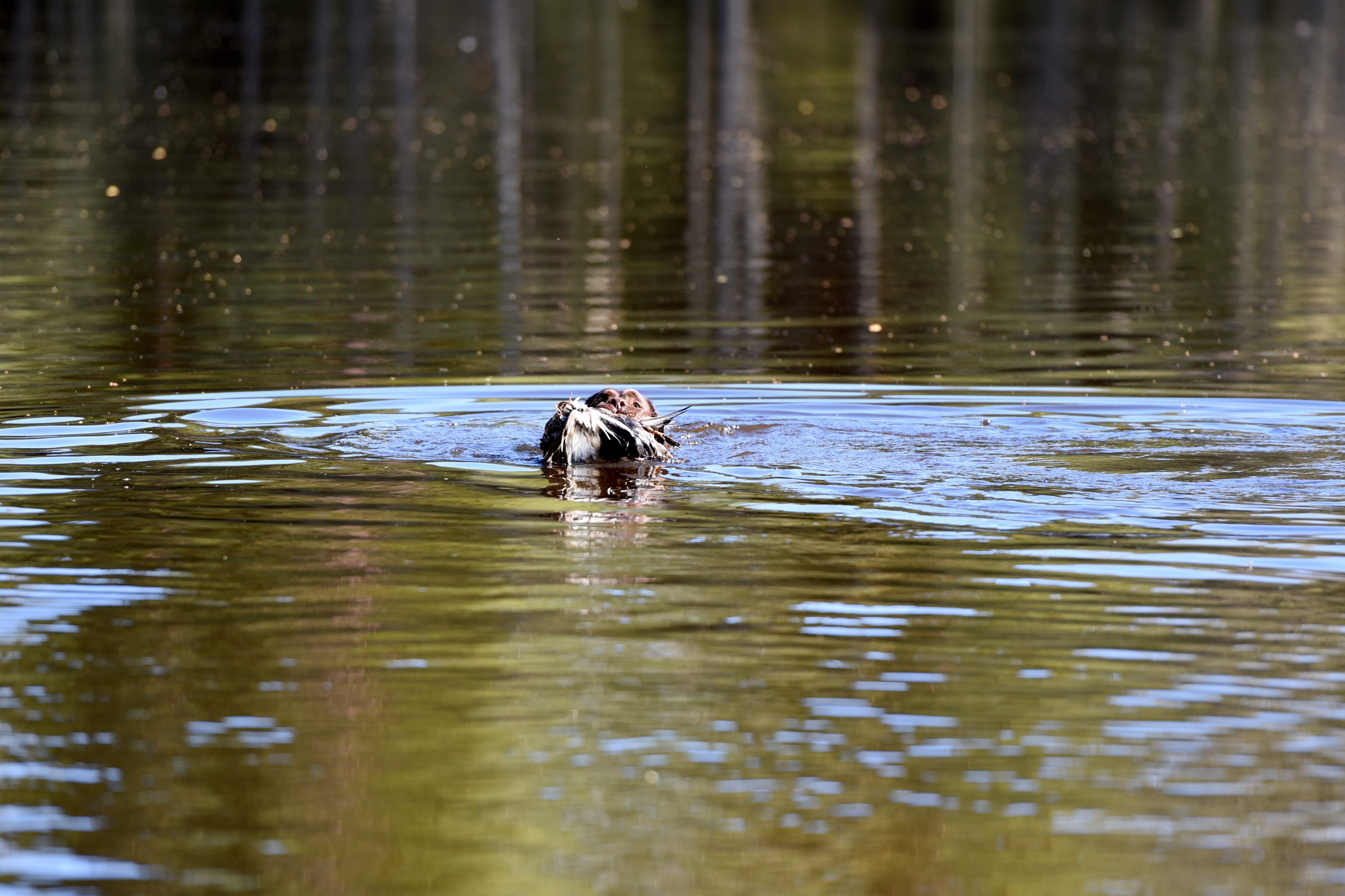 Royal Brown I Love Your Smile "Dana" training for her field trials. Thank you for all the work you do with her, Kristin! Photo by Reeli Kuhi-Thalfeldt.