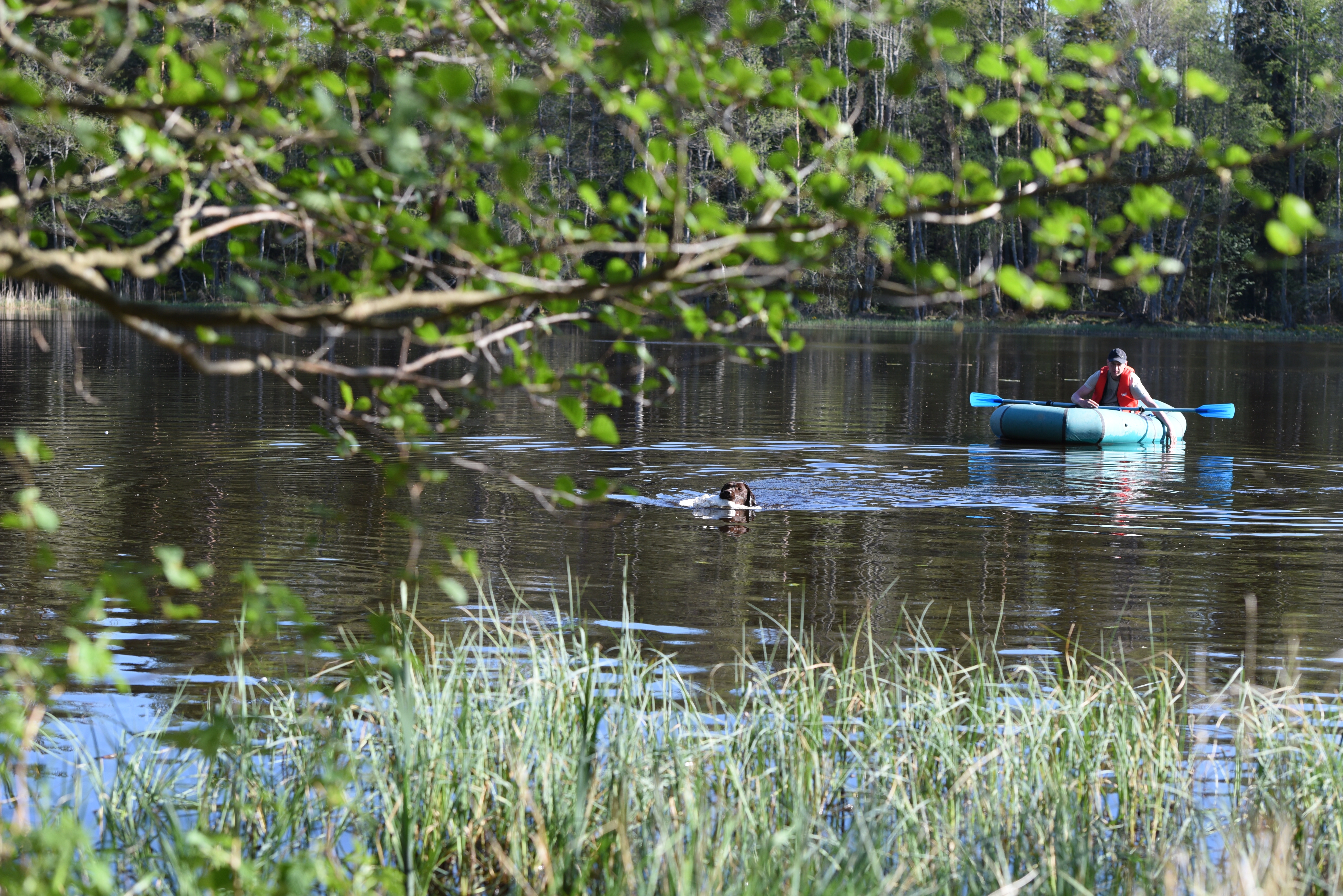 Royal Brown I Love Your Smile "Dana" training for her field trials. Thank you for all the work you do with her, Kristin! Photo by Reeli Kuhi-Thalfeldt.