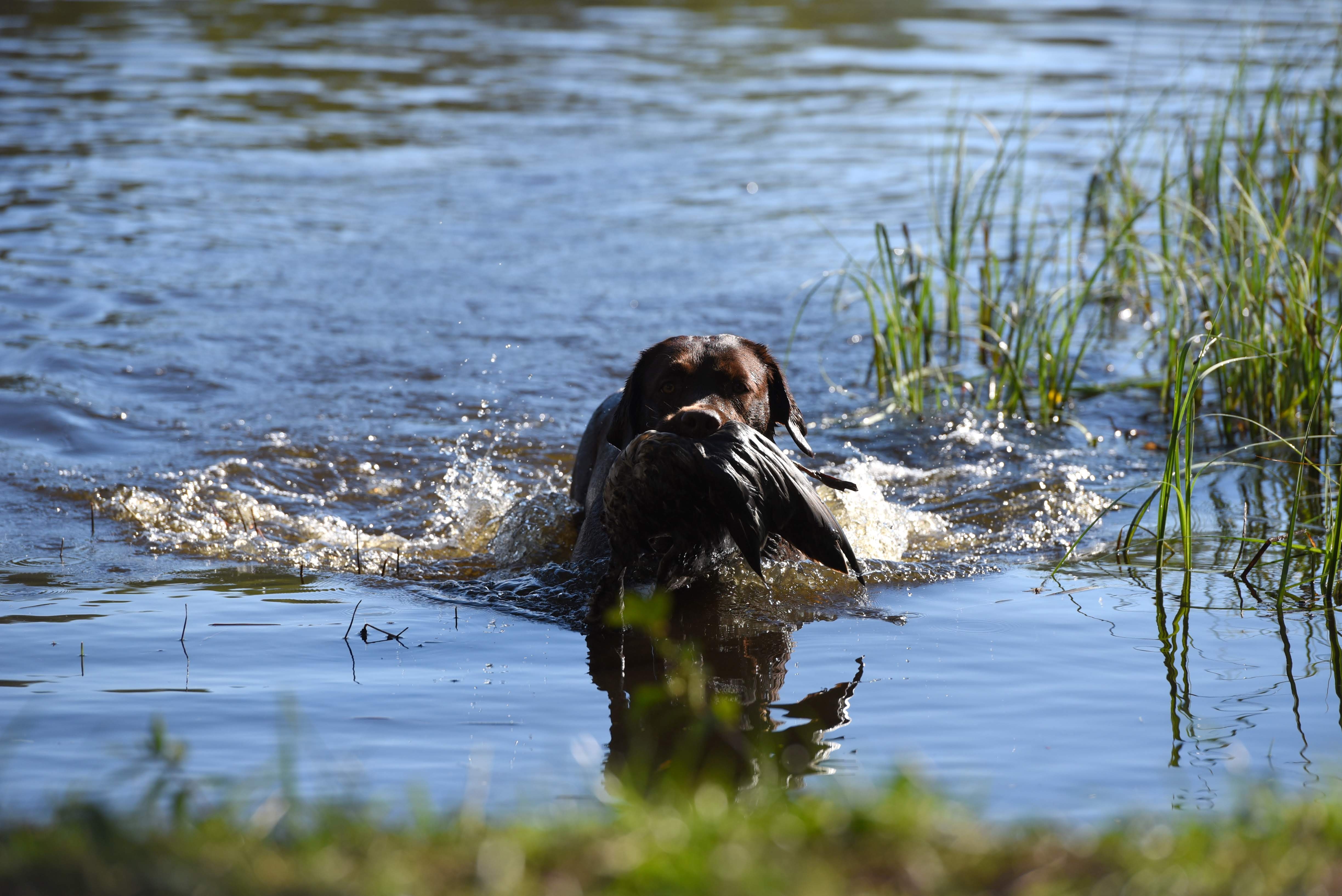 Royal Brown I Love Your Smile "Dana" training for her field trials. Thank you for all the work you do with her, Kristin! Photo by Reeli Kuhi-Thalfeldt.