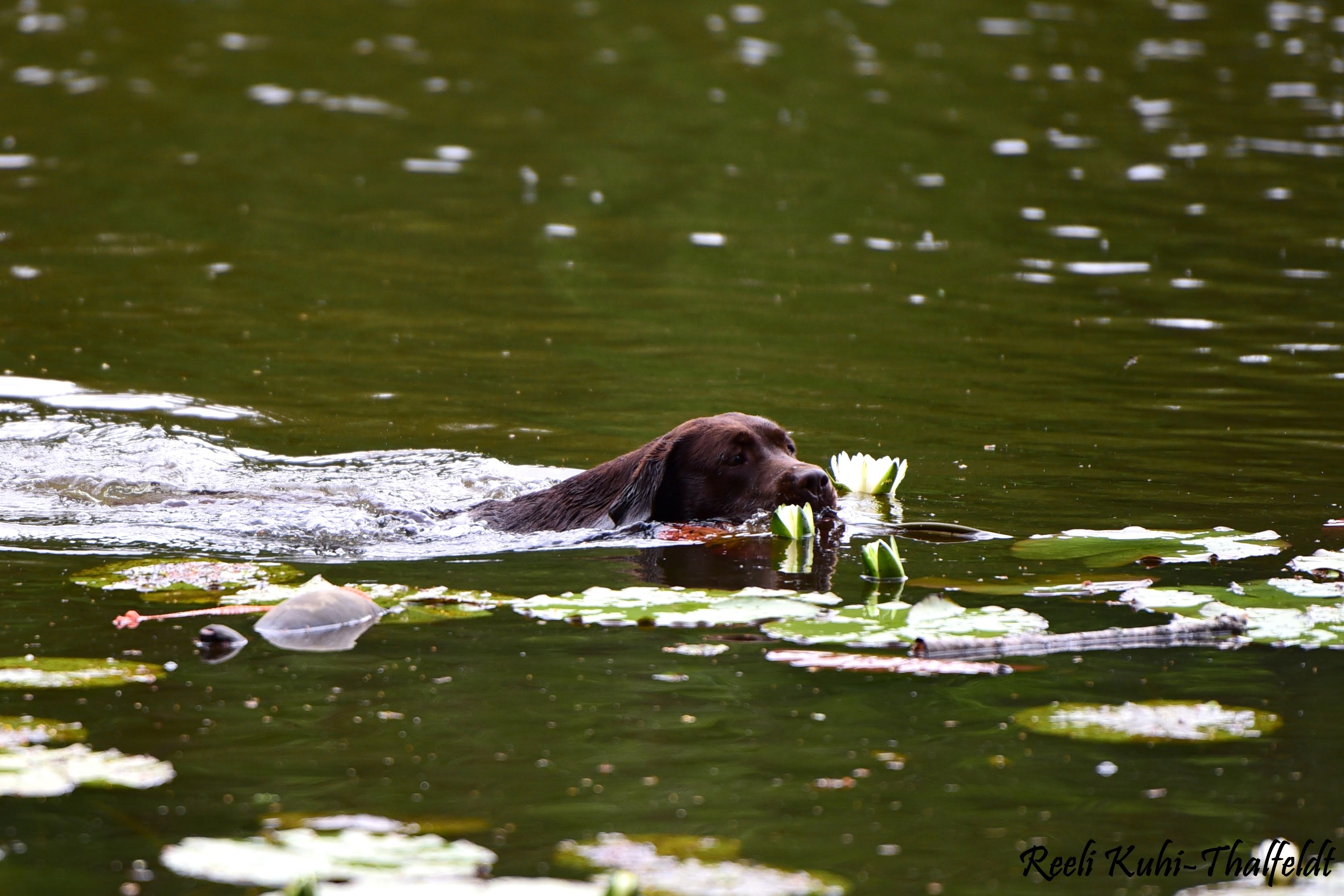 Royal Brown I Love Your Smile "Dana" training for her field trials. Thank you for all the work you do with her, Kristin! Photo by Reeli Kuhi-Thalfeldt.