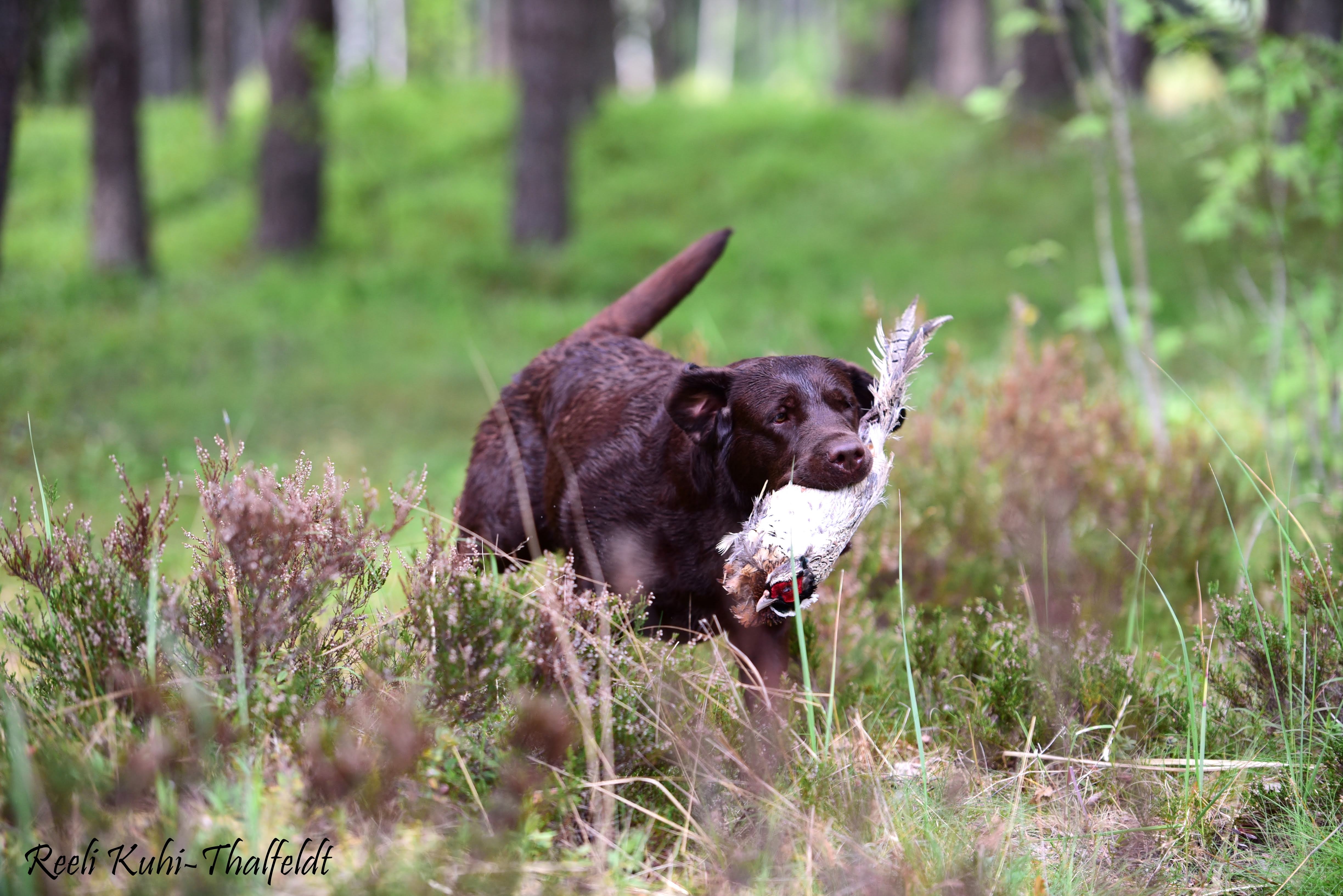 Royal Brown I Love Your Smile "Dana" training for her field trials. Thank you for all the work you do with her, Kristin! Photo by Reeli Kuhi-Thalfeldt.