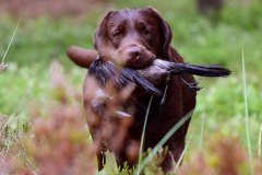 DSC_9952-web