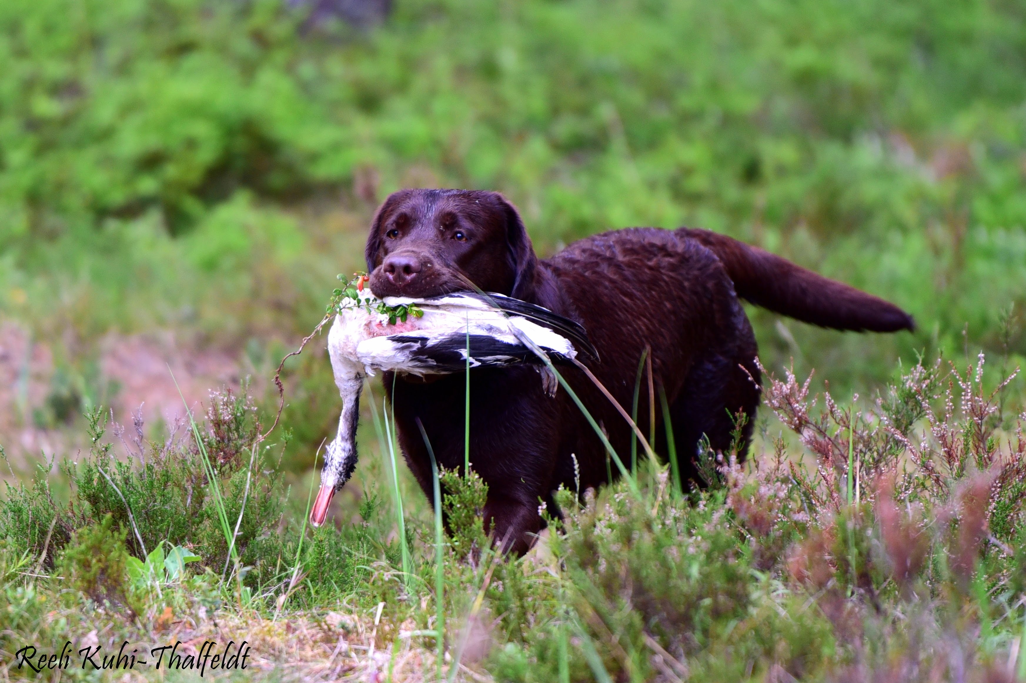 Royal Brown I Love Your Smile \"Dana\" training for her field trials. Thank you for all the work you do with her, Kristin! Photo by Reeli Kuhi-Thalfeldt.