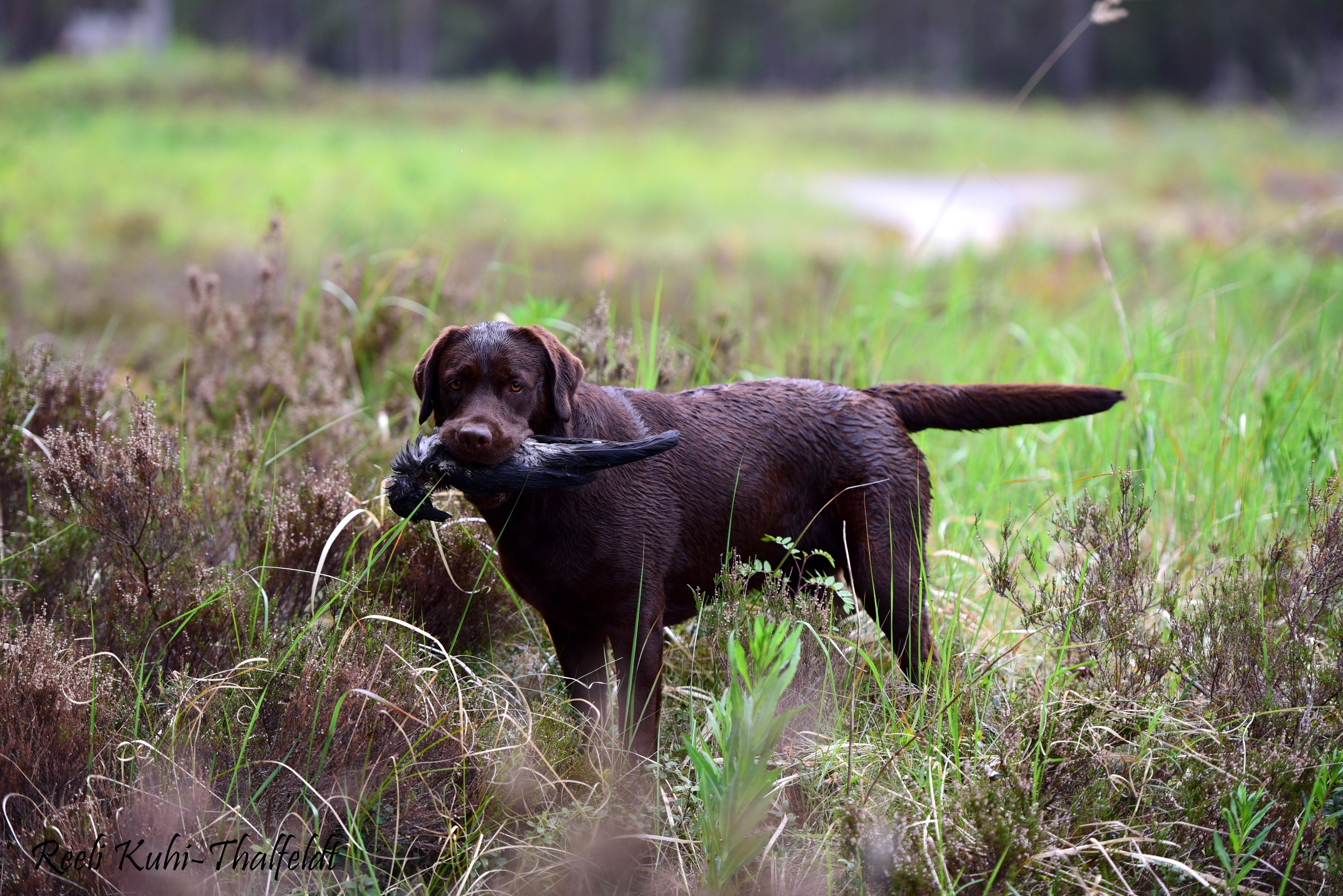Royal Brown I Love Your Smile \"Dana\" training for her field trials. Thank you for all the work you do with her, Kristin! Photo by Reeli Kuhi-Thalfeldt.