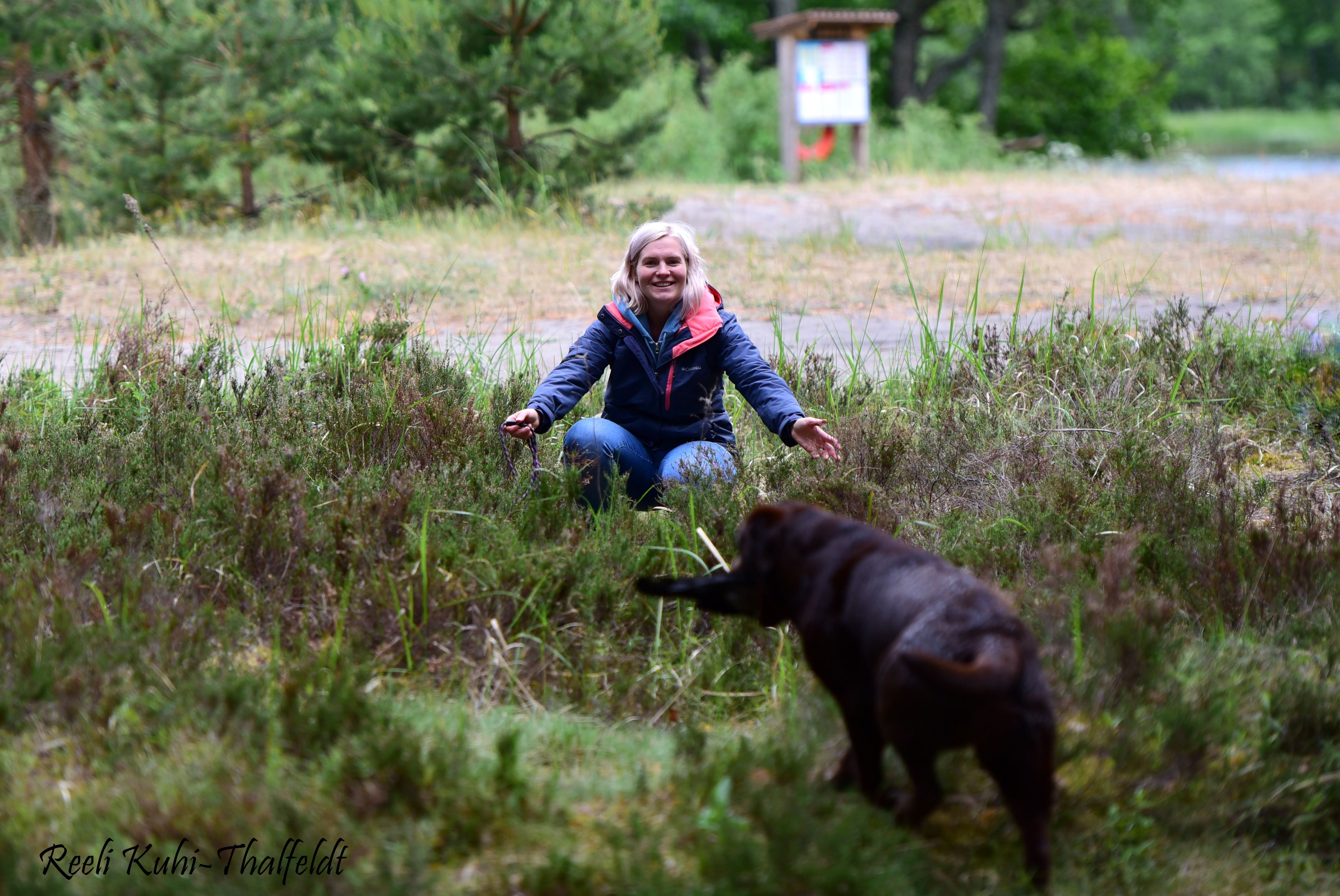 Royal Brown I Love Your Smile \"Dana\" training for her field trials. Thank you for all the work you do with her, Kristin! Photo by Reeli Kuhi-Thalfeldt.