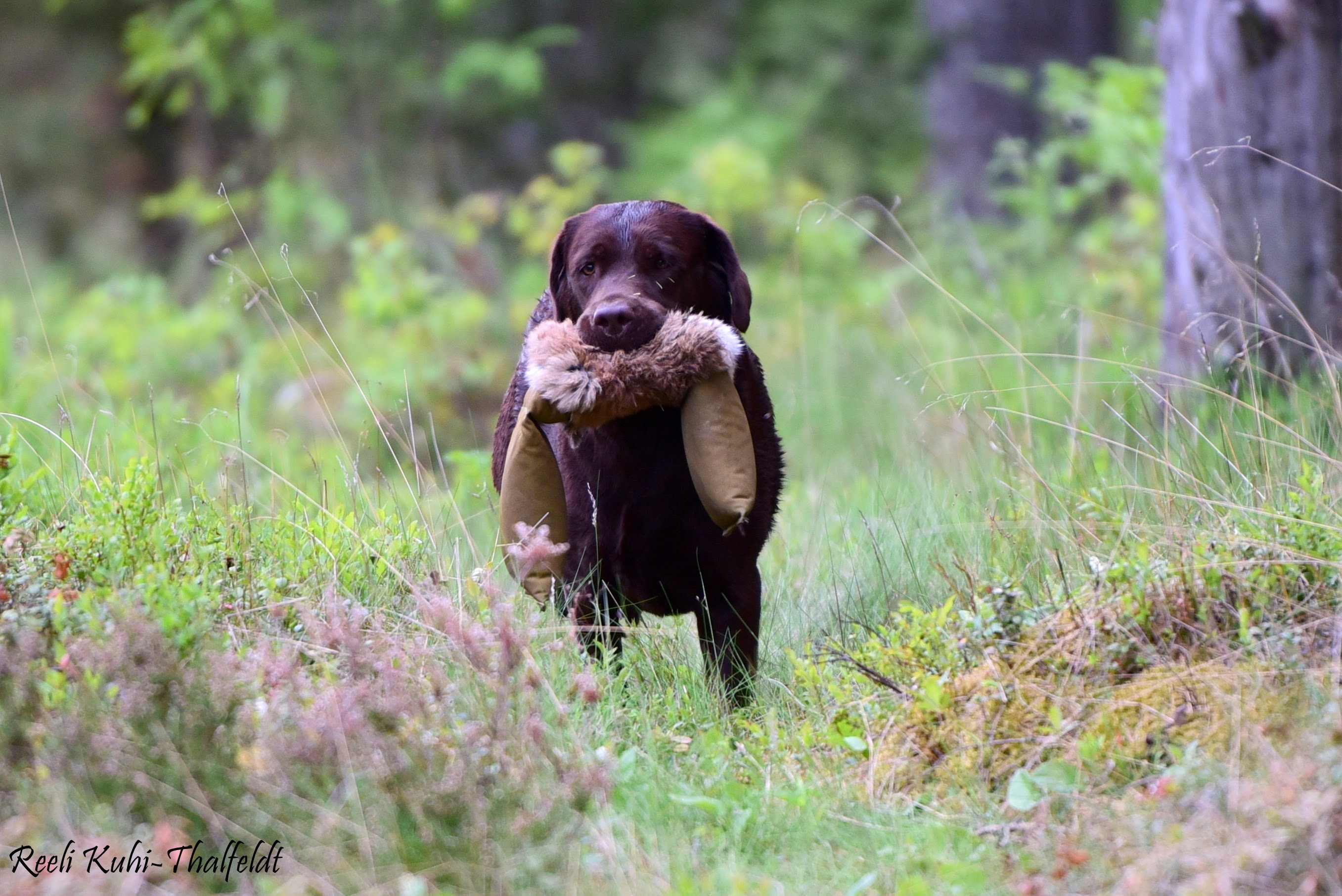 Royal Brown I Love Your Smile \"Dana\" training for her field trials. Thank you for all the work you do with her, Kristin! Photo by Reeli Kuhi-Thalfeldt.