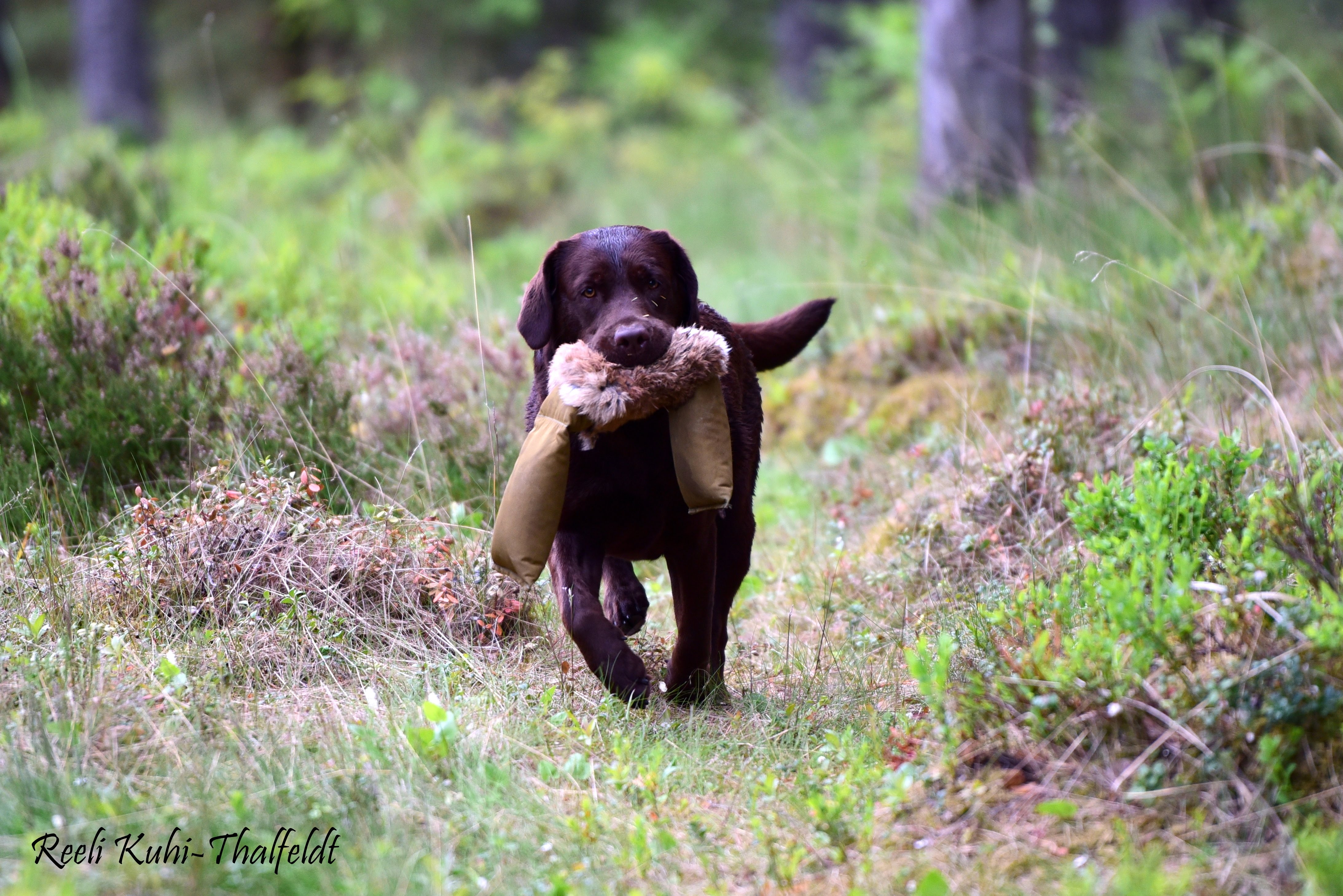 Royal Brown I Love Your Smile \"Dana\" training for her field trials. Thank you for all the work you do with her, Kristin! Photo by Reeli Kuhi-Thalfeldt.