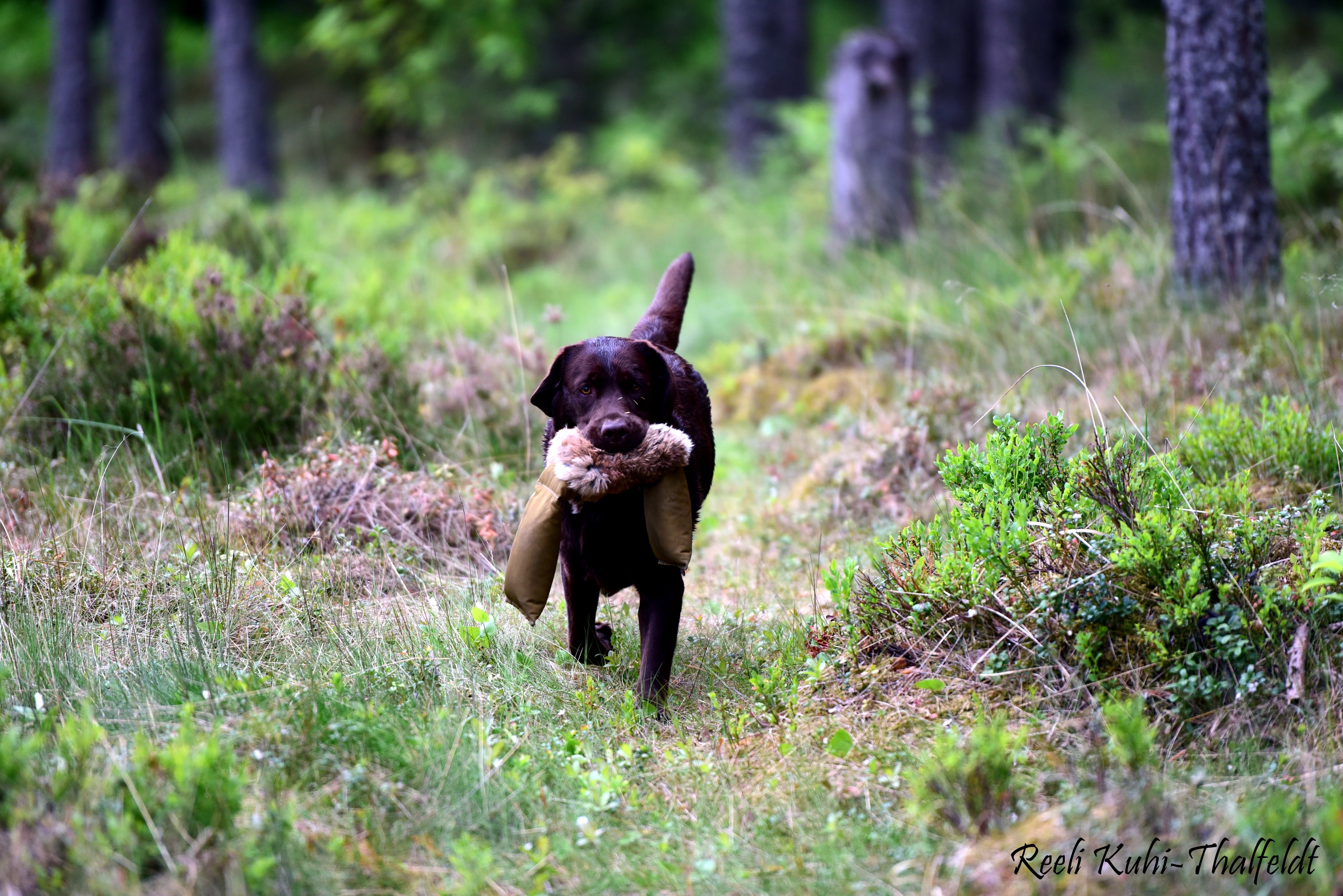 Royal Brown I Love Your Smile \"Dana\" training for her field trials. Thank you for all the work you do with her, Kristin! Photo by Reeli Kuhi-Thalfeldt.