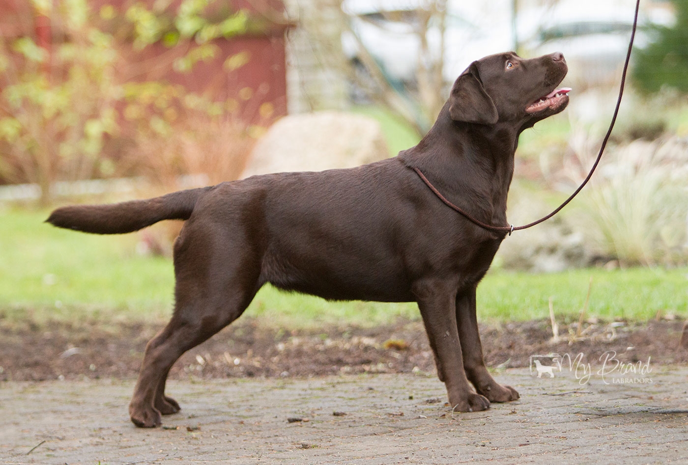 Royal Brown I Love Your Smile