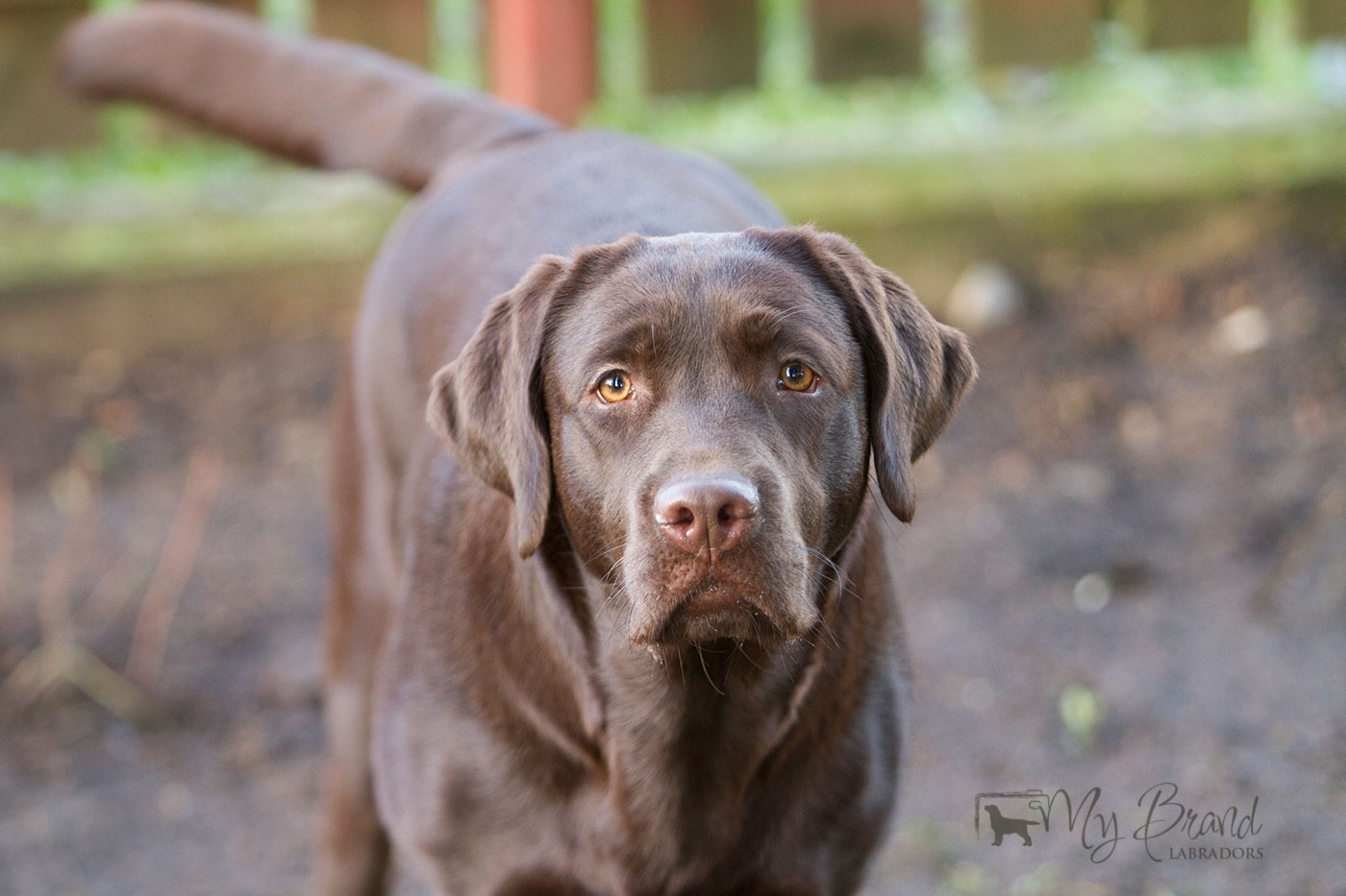 Royal Brown I Love Your Smile