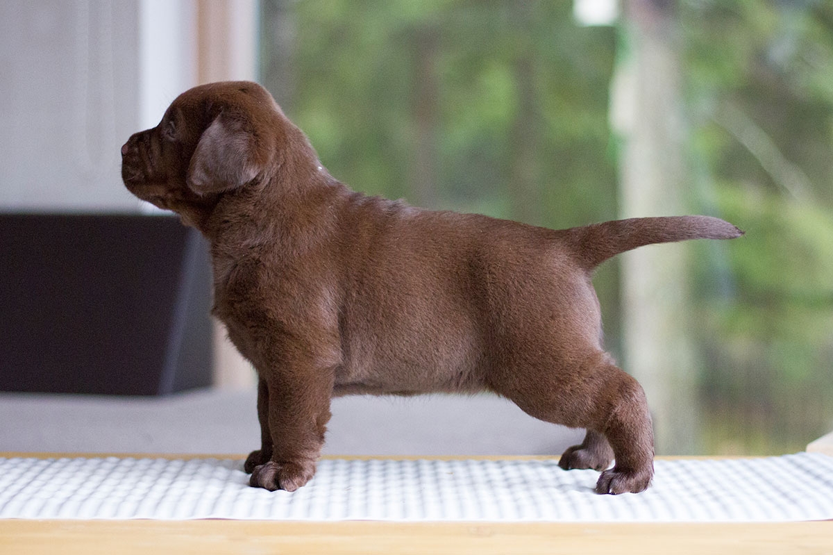 Royal Brown I Love Your Smile (5 weeks old)