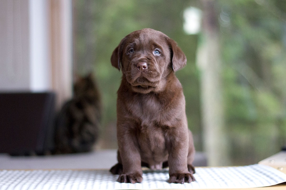Royal Brown I Love Your Smile (5 weeks old)