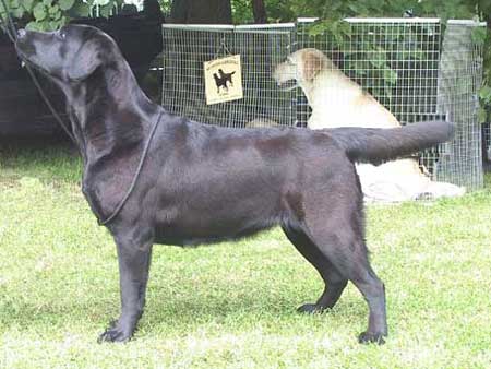 My Brand Deep In Heart - BOS at the Rapina National Dog Show 2004