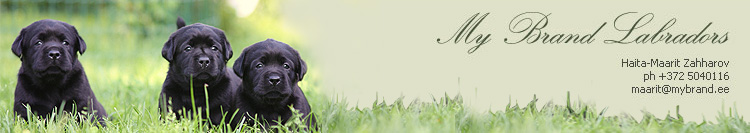 My Brand Labradors - tere tulemast meie kodulehele!