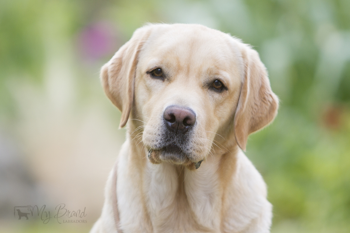 Touch My Soul Reverie Stream