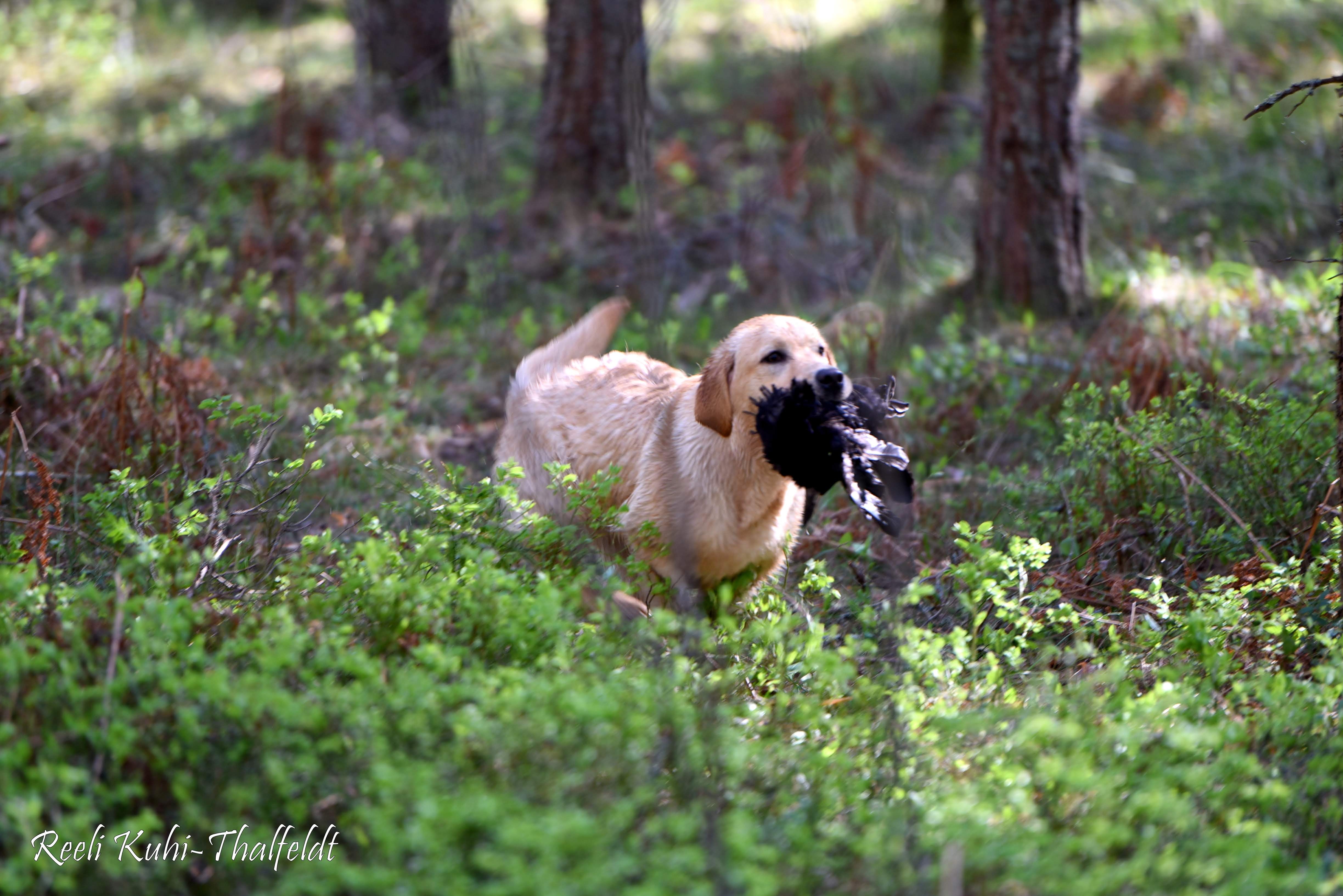 Touch My Soul Reverie Stream \"Hera\" training for her breed trials. Thank you for the wonderful work you have done with her, Anneliis!  Photo by Reeli Kuhi-Thalfeldt.