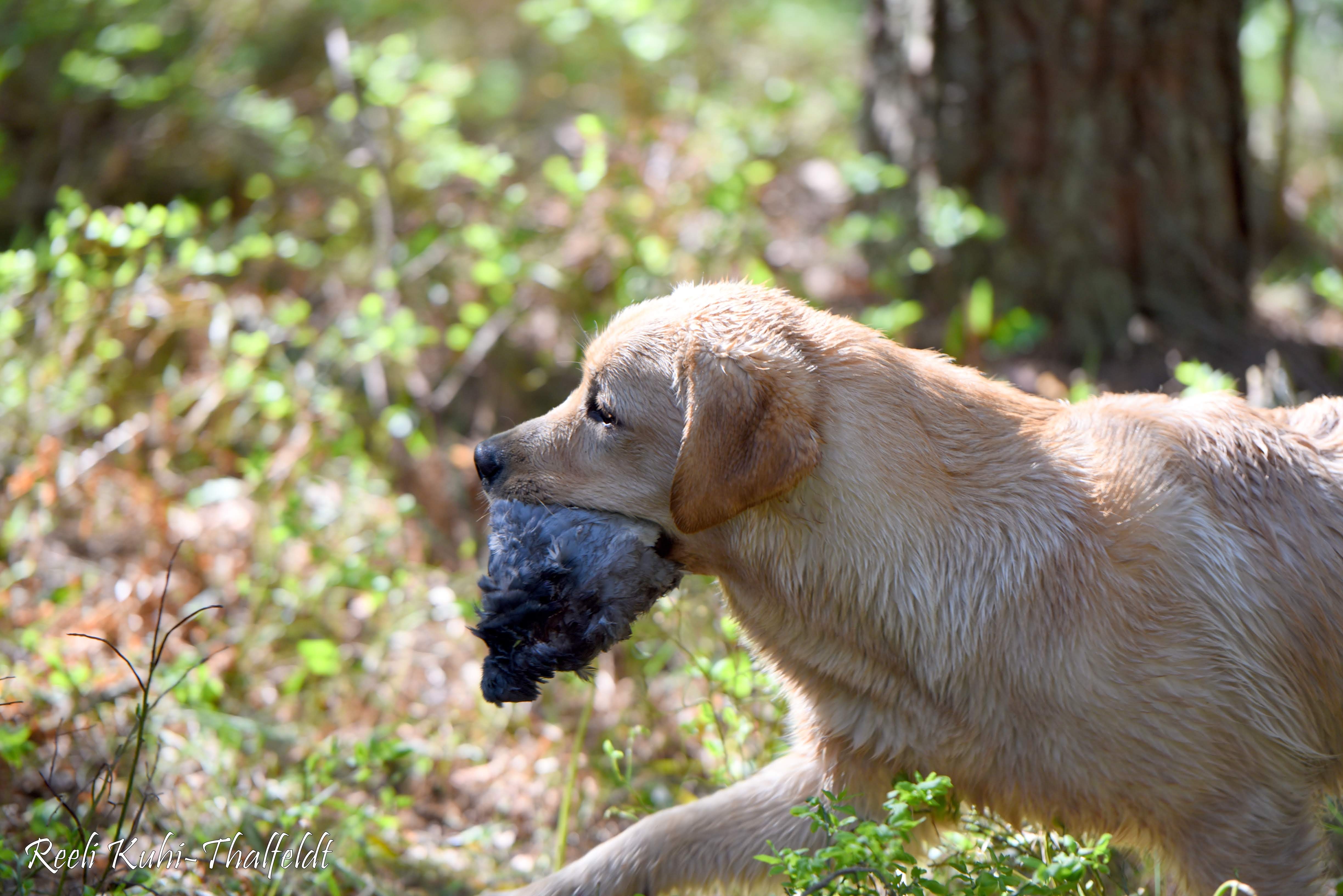 Touch My Soul Reverie Stream \"Hera\" training for her breed trials. Thank you for the wonderful work you have done with her, Anneliis!  Photo by Reeli Kuhi-Thalfeldt.