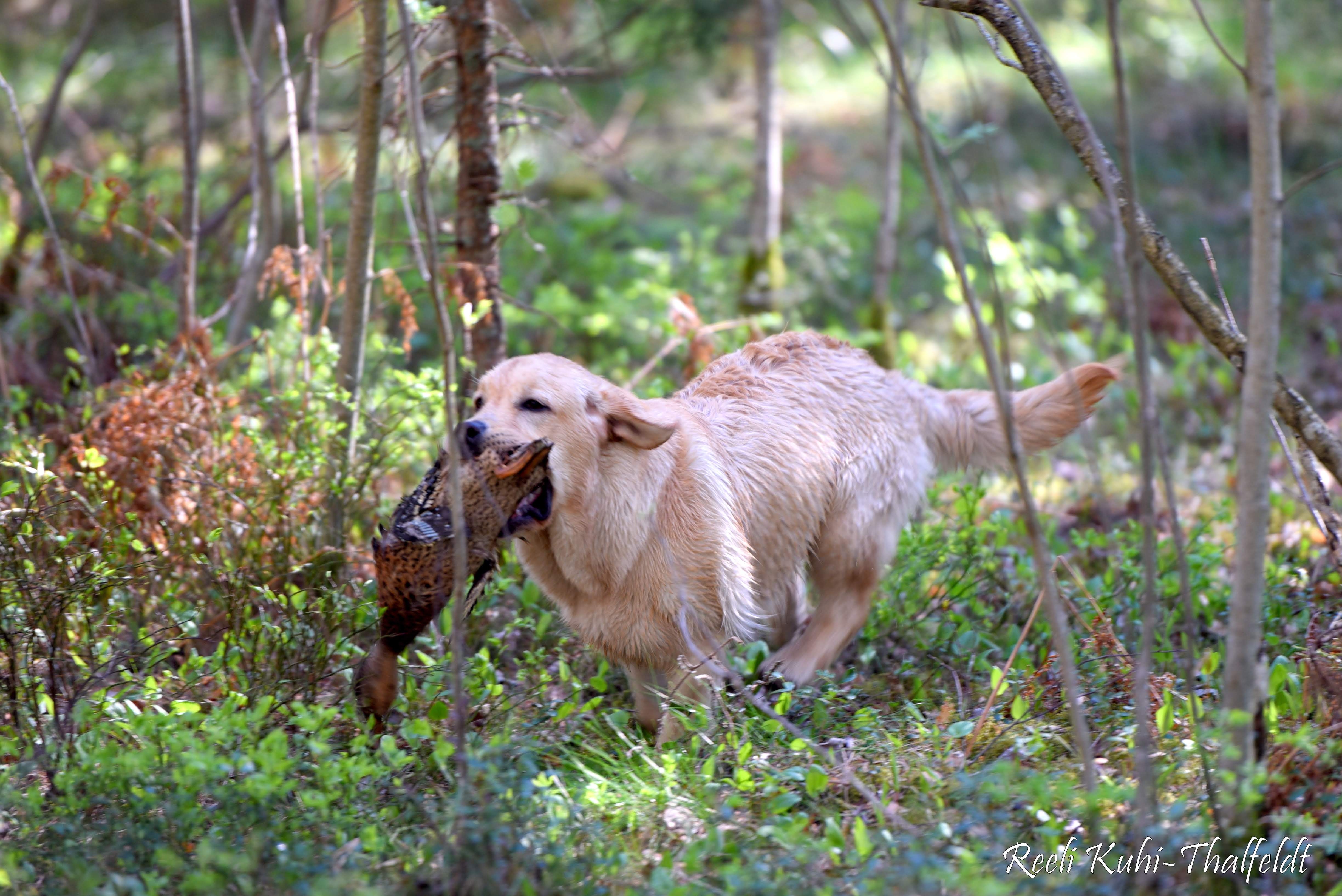 Touch My Soul Reverie Stream \"Hera\" training for her breed trials. Thank you for the wonderful work you have done with her, Anneliis!  Photo by Reeli Kuhi-Thalfeldt.