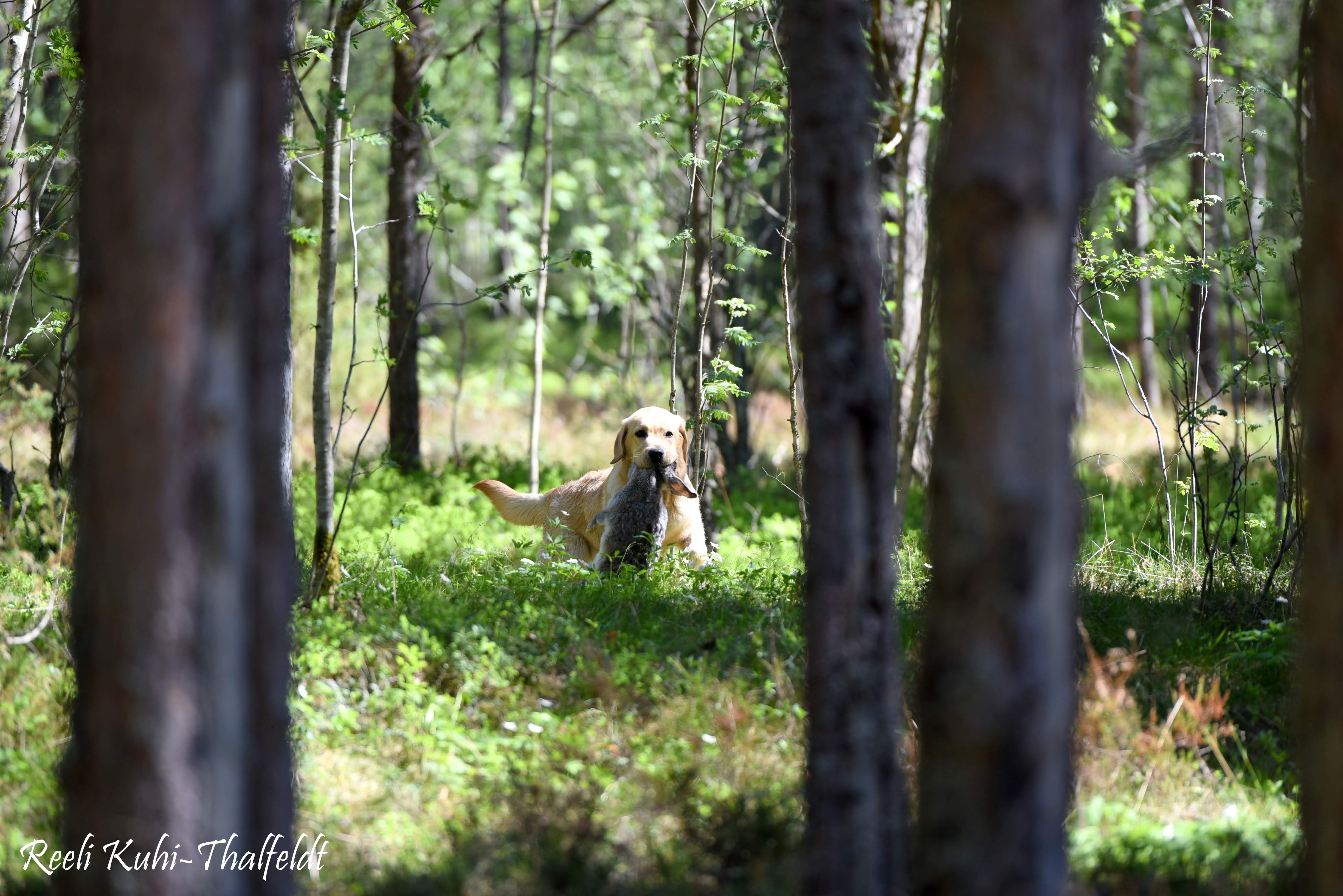 Touch My Soul Reverie Stream \"Hera\" training for her breed trials. Thank you for the wonderful work you have done with her, Anneliis!  Photo by Reeli Kuhi-Thalfeldt.