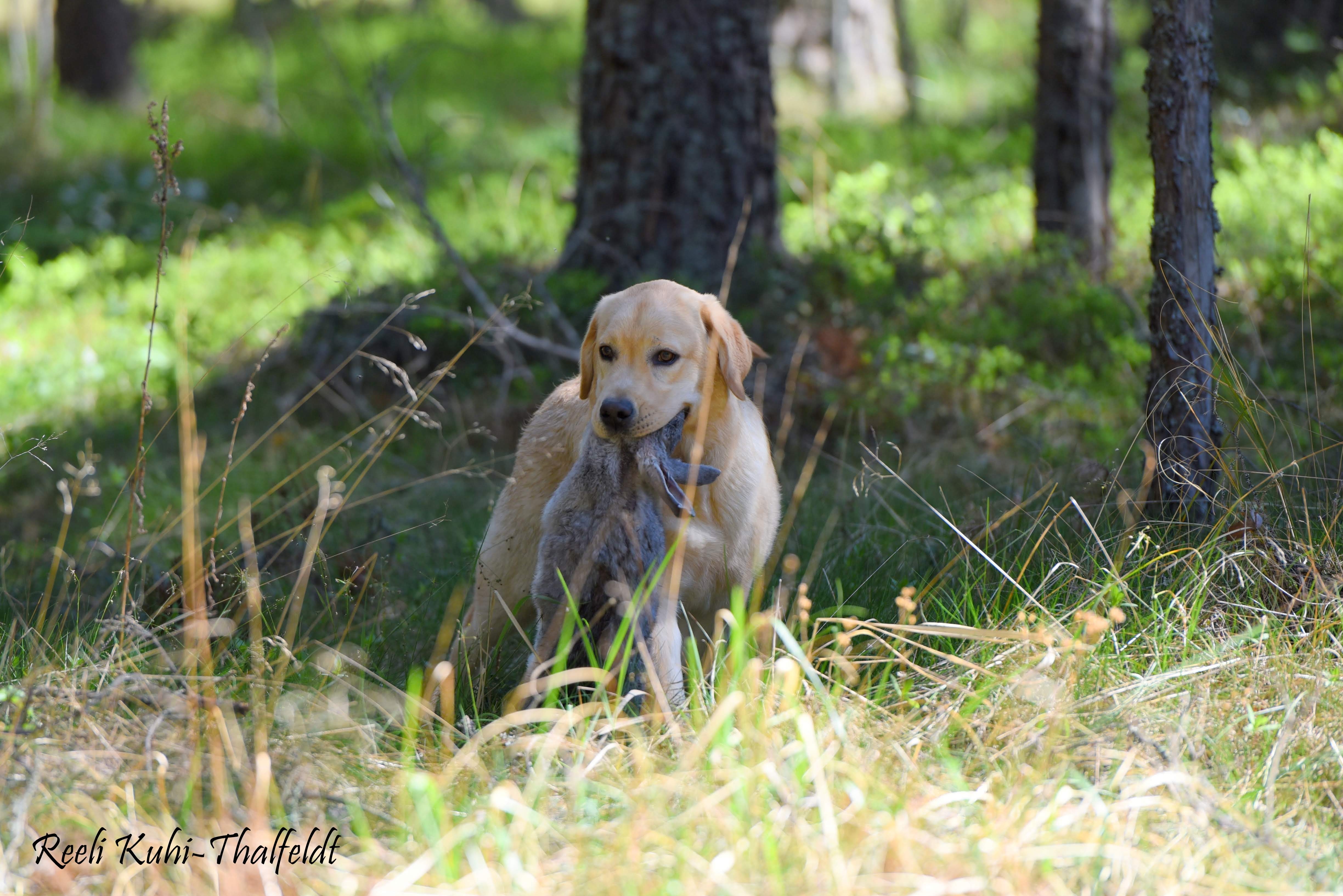 Touch My Soul Reverie Stream \"Hera\" training for her breed trials. Thank you for the wonderful work you have done with her, Anneliis!  Photo by Reeli Kuhi-Thalfeldt.