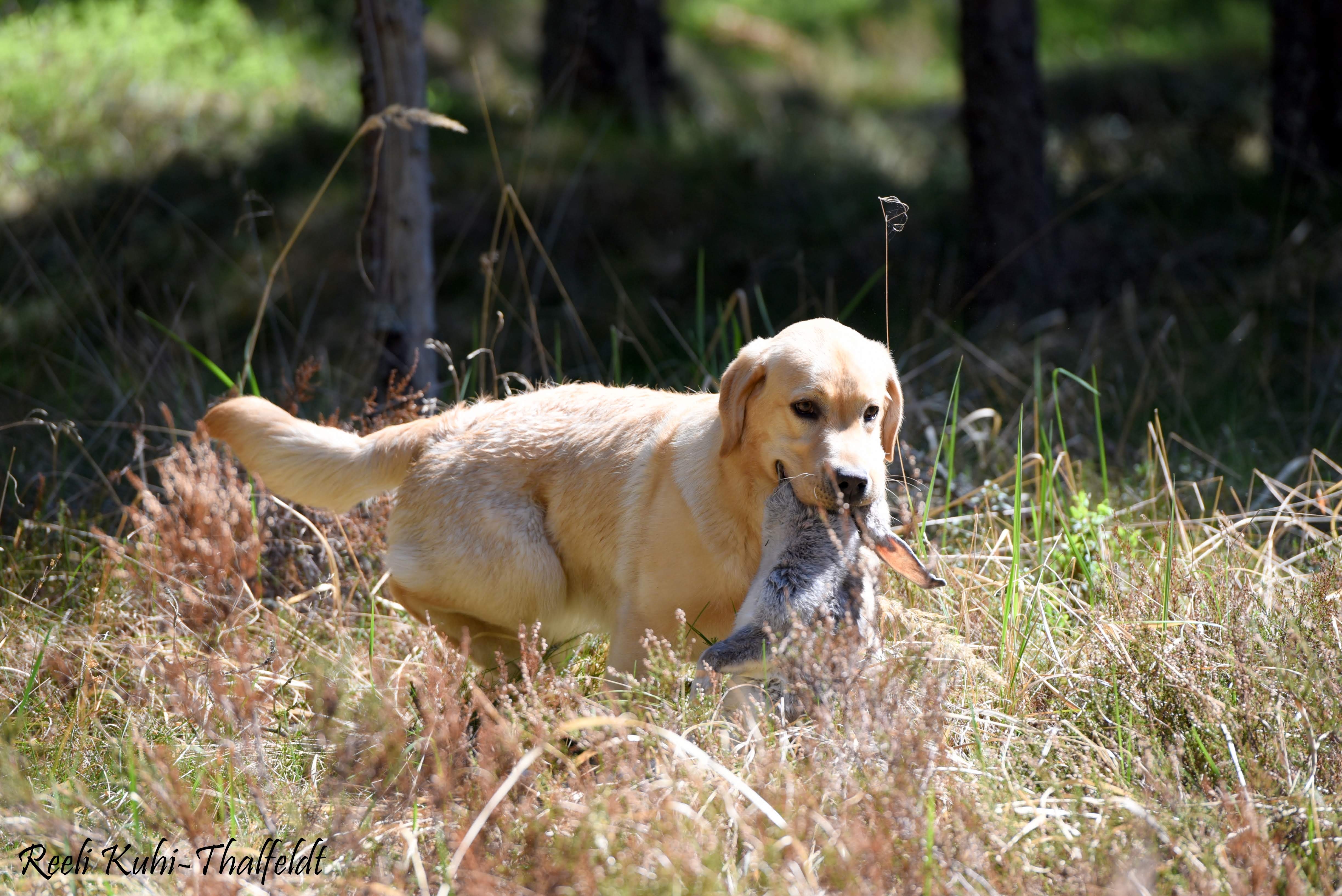 Touch My Soul Reverie Stream \"Hera\" training for her breed trials. Thank you for the wonderful work you have done with her, Anneliis!  Photo by Reeli Kuhi-Thalfeldt.