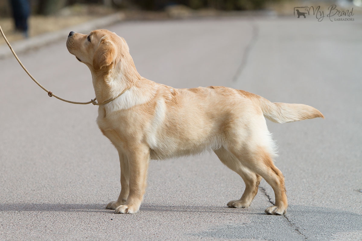 Touch My Soul Reverie Stream "Hera" 6 months old