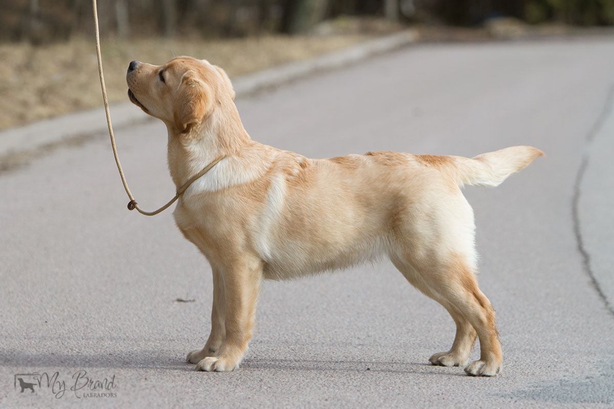 Touch My Soul Reverie Stream "Hera" 6 months old