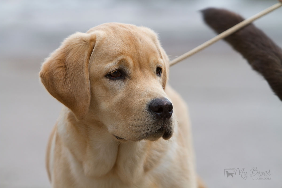 Touch My Soul Reverie Stream "Hera" 6 months old