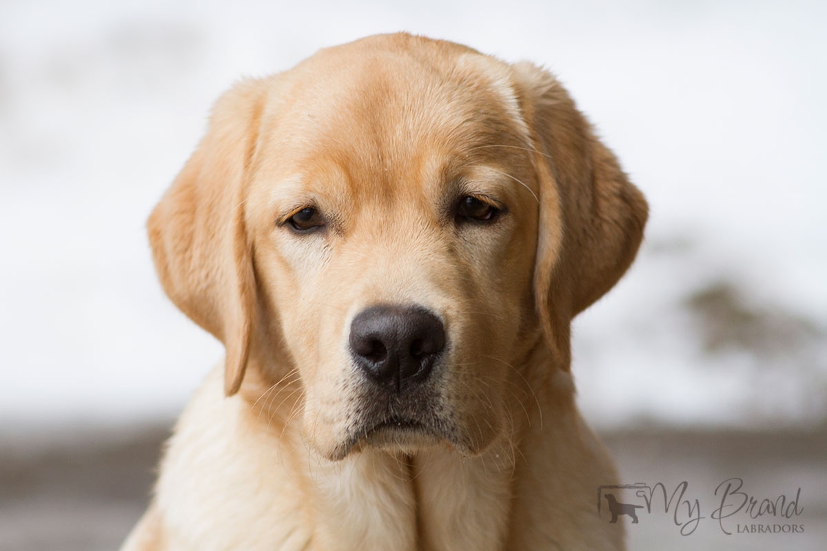 Touch My Soul Reverie Stream "Hera" 6 months old