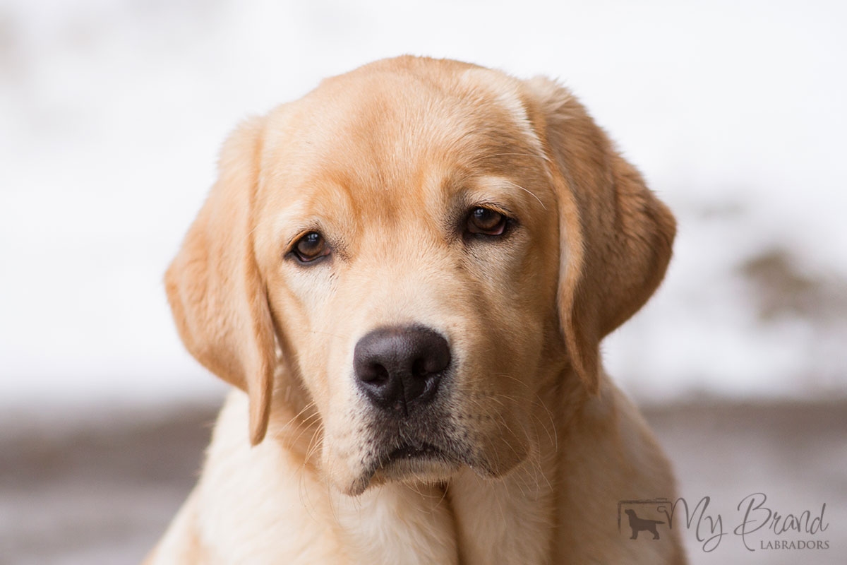 Touch My Soul Reverie Stream "Hera" 6 months old