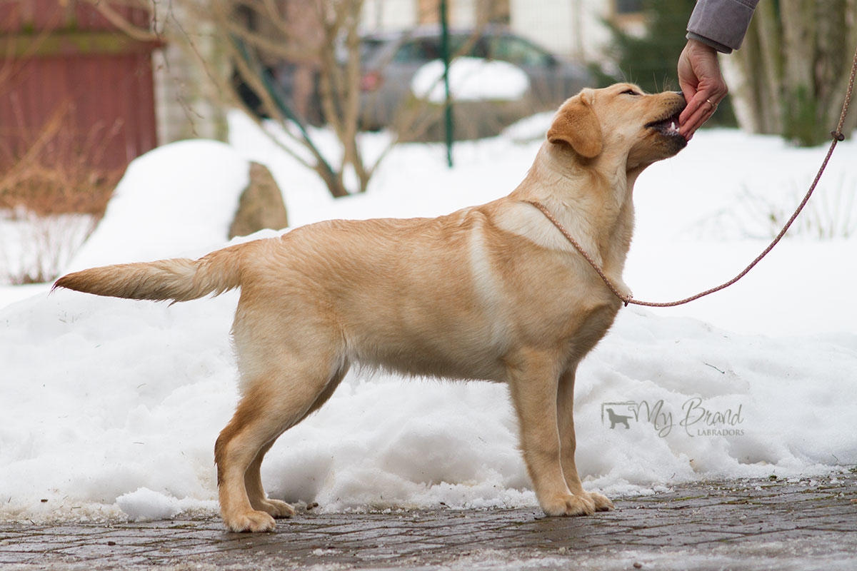 Touch My Soul Reverie Stream "Hera" 6 months old