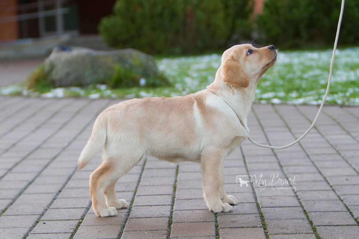 Touch My Soul Reverie Stream "Hera" 3 months old