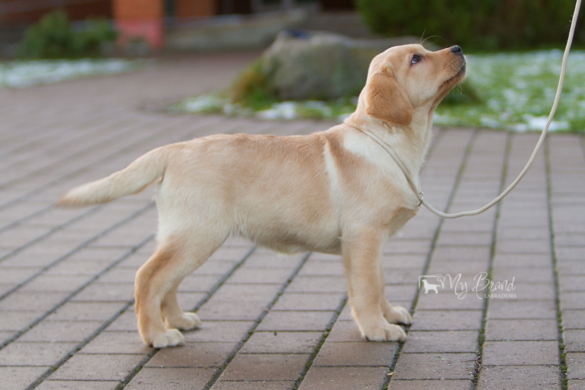 Touch My Soul Reverie Stream "Hera" 3 months old