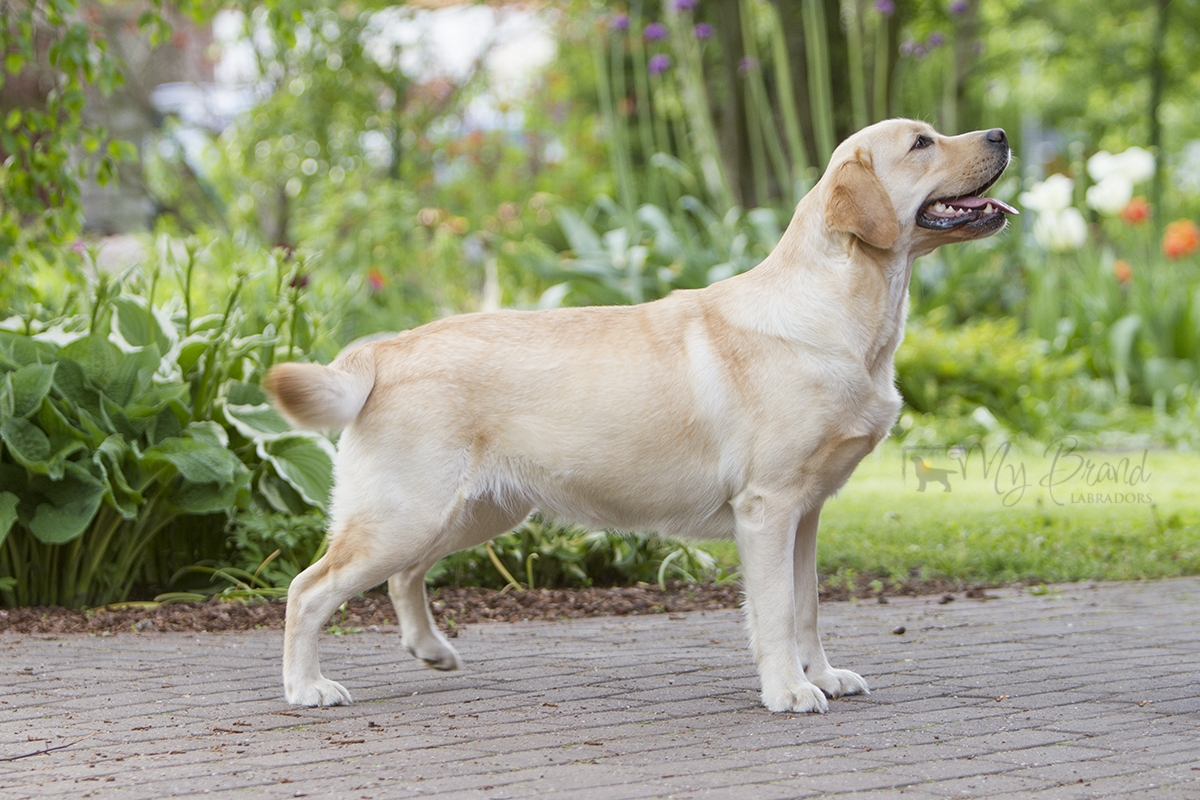 Touch My Soul Reverie Stream \"Hera\" at the age of 22 months