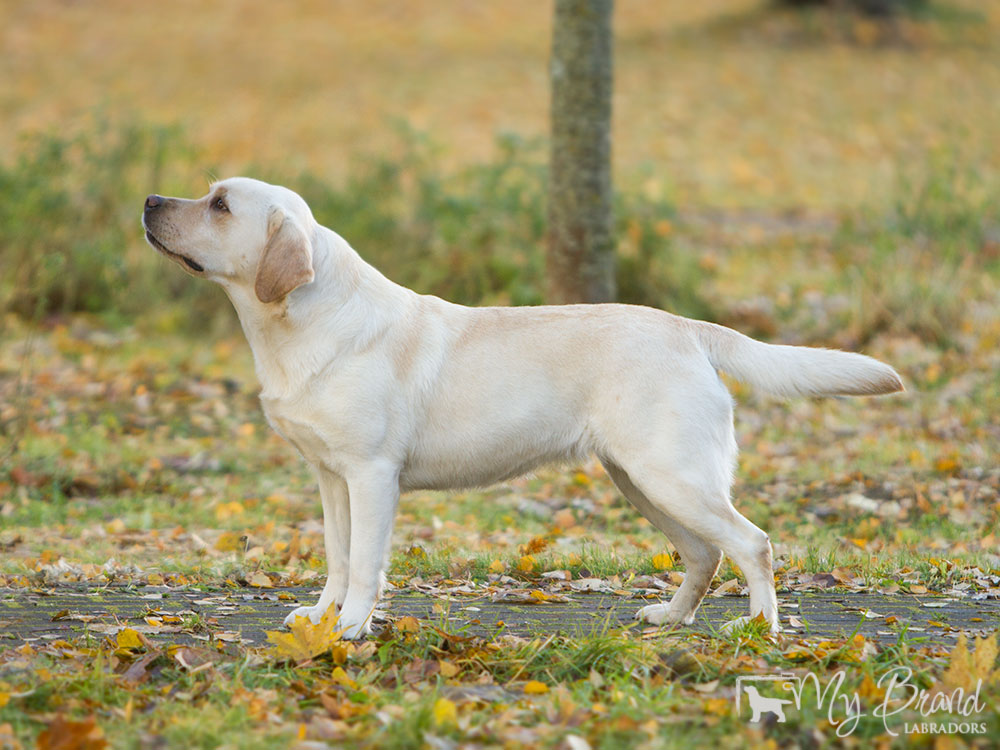 Arctic Sky Aquarelle