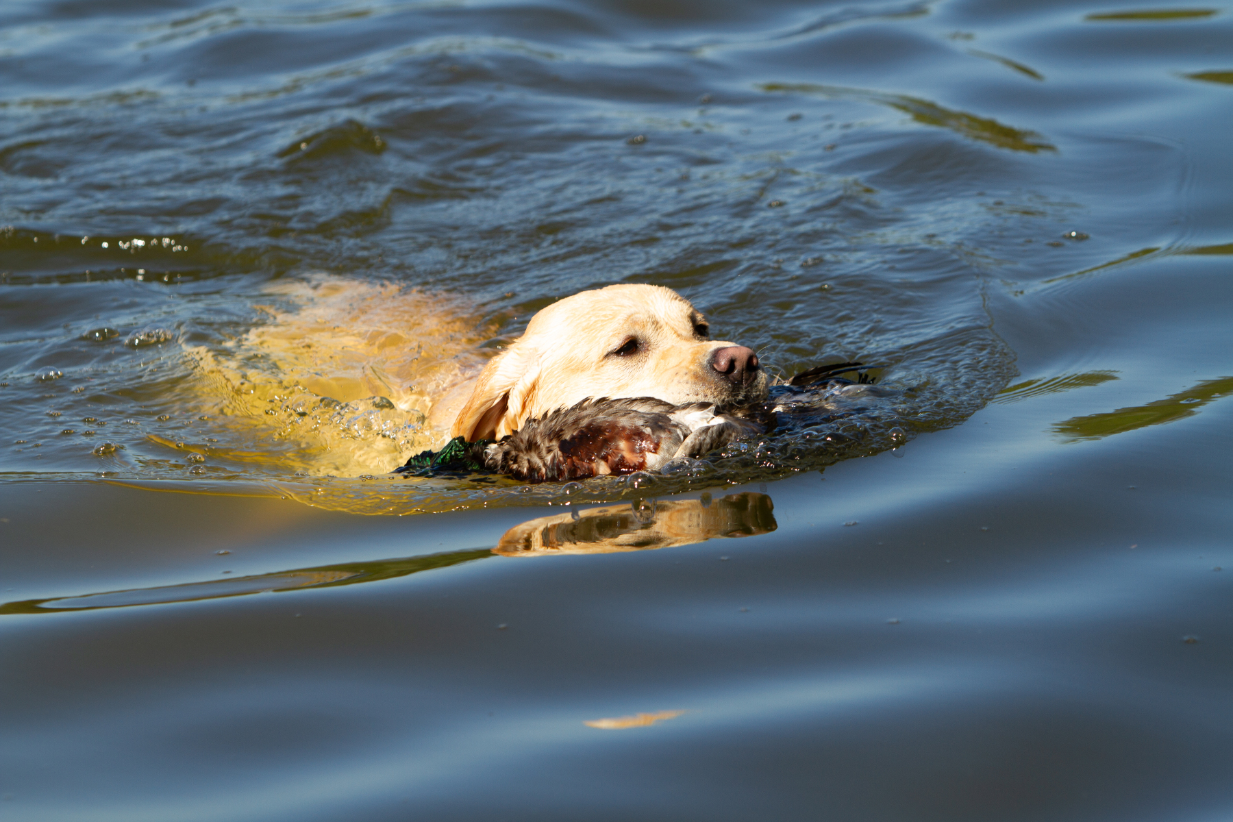 Astonishing Aquarelle "Pepe"